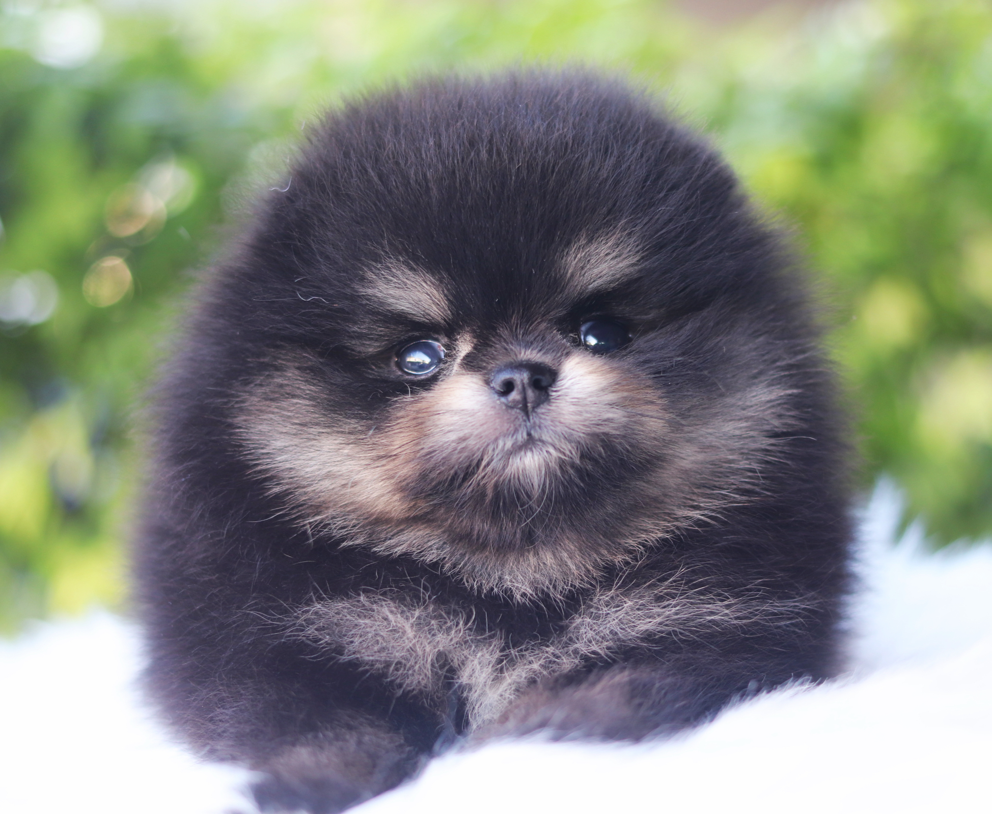 ปอมเมอเรเนียน เพศเมียสีแบล็คแทนเกรดโชว์