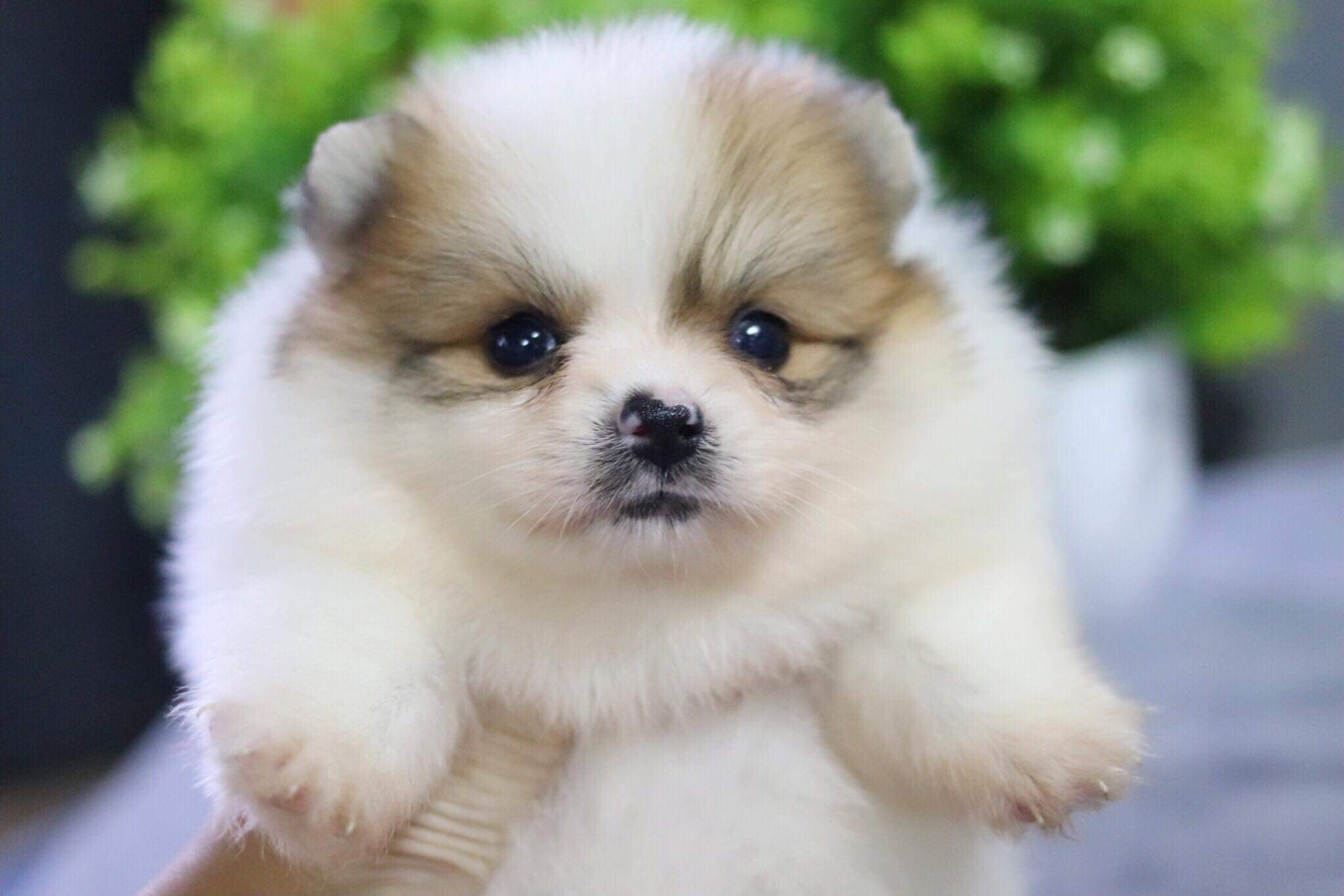 ปอมเมอเรเนียน เพศเมีย