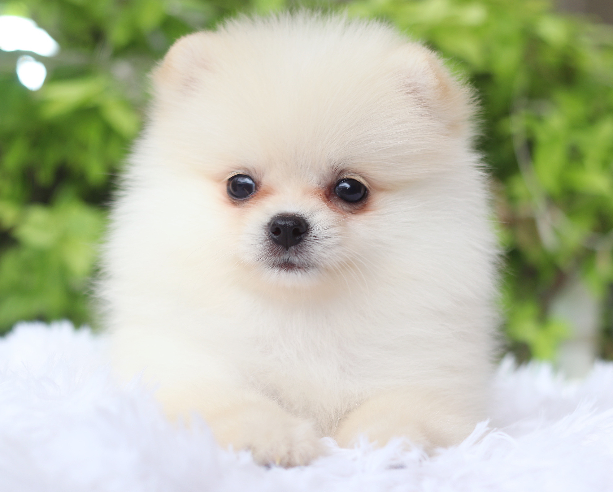 ปอมเมอเรเนียน เพศเมีย สีขาวครีม