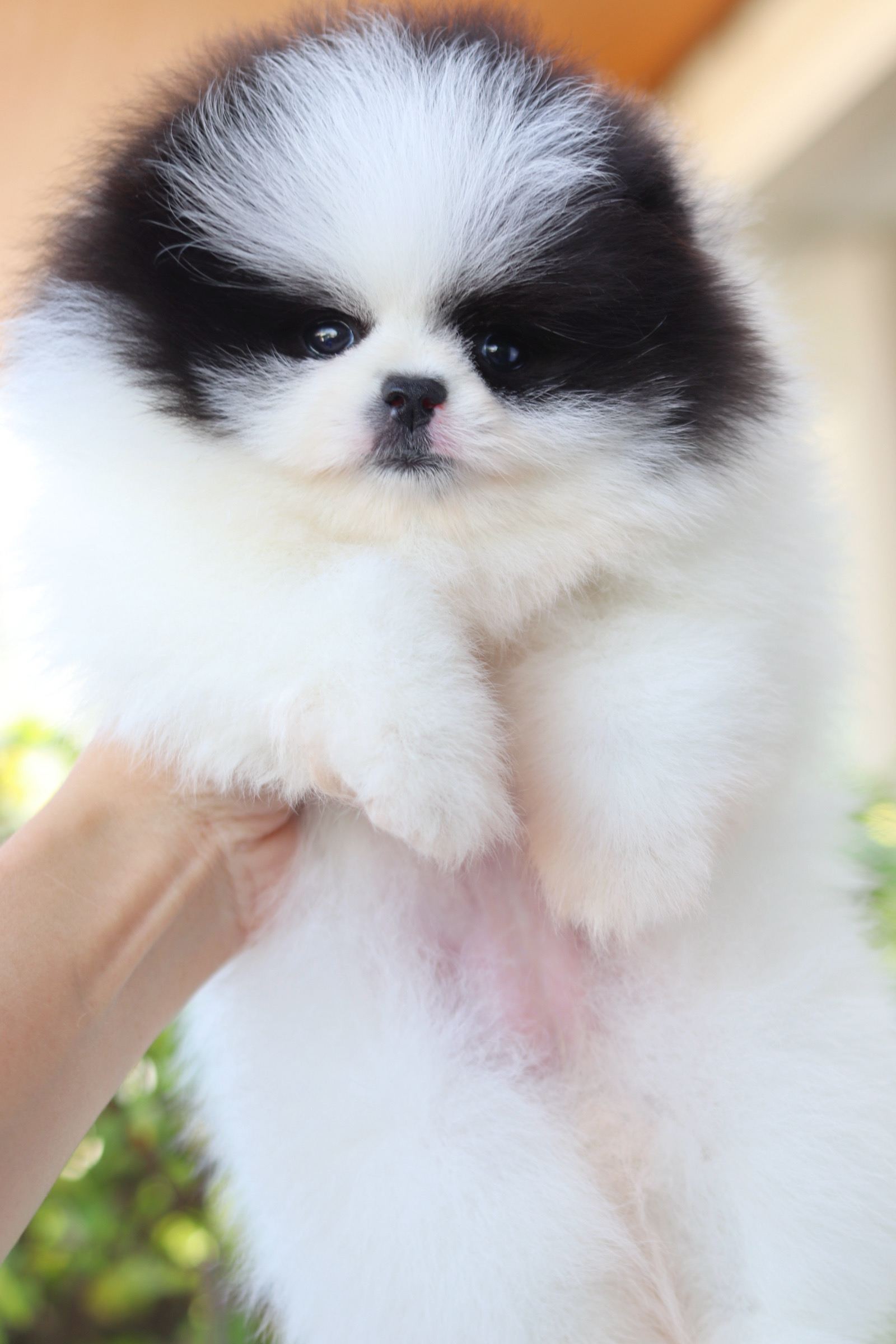 ปอมเมอเรเนียน เพศเมีย สีแฟนซี เกรดโชว์