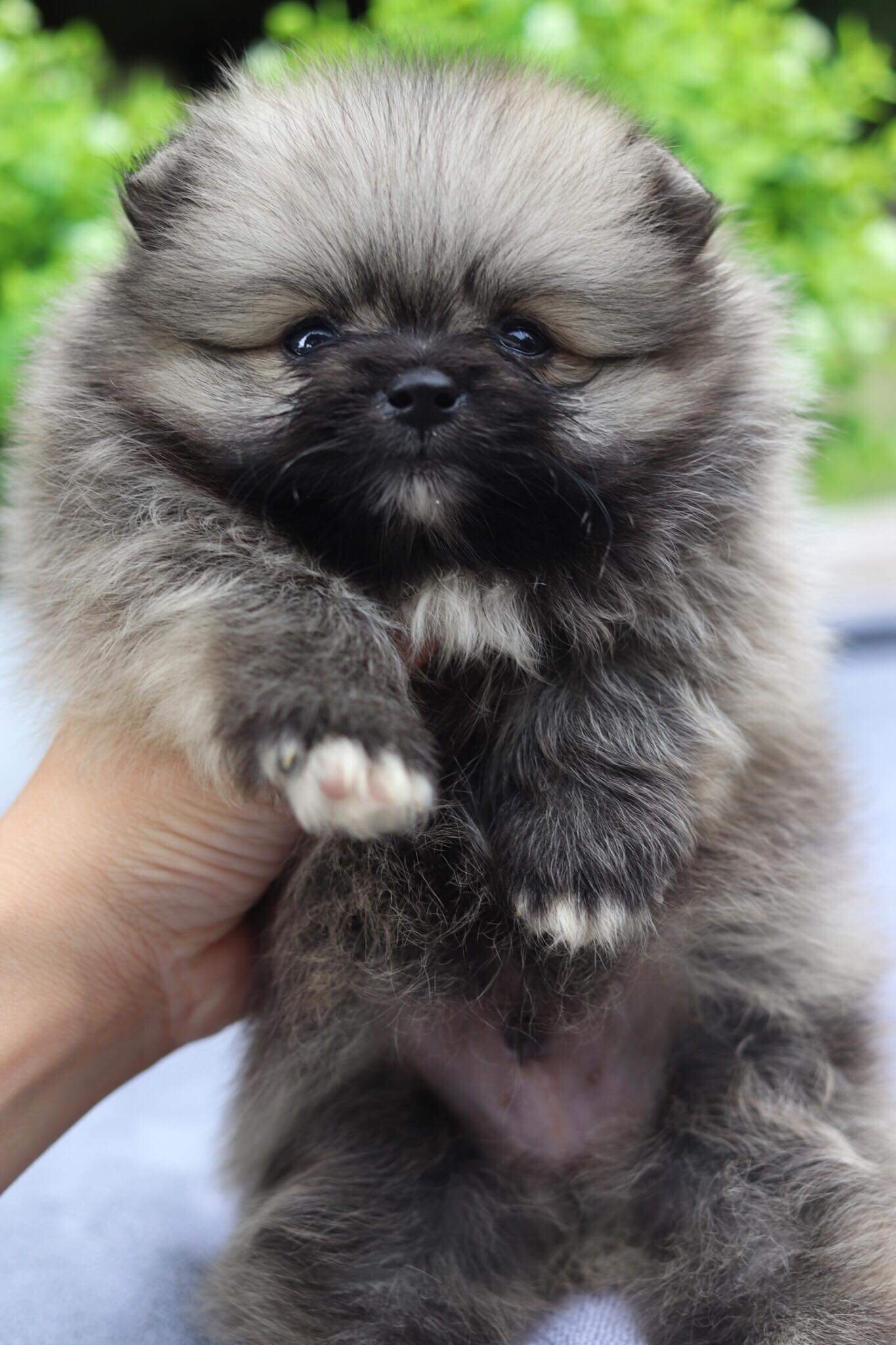 ปอมเมอเรเนียน เพศเมีย