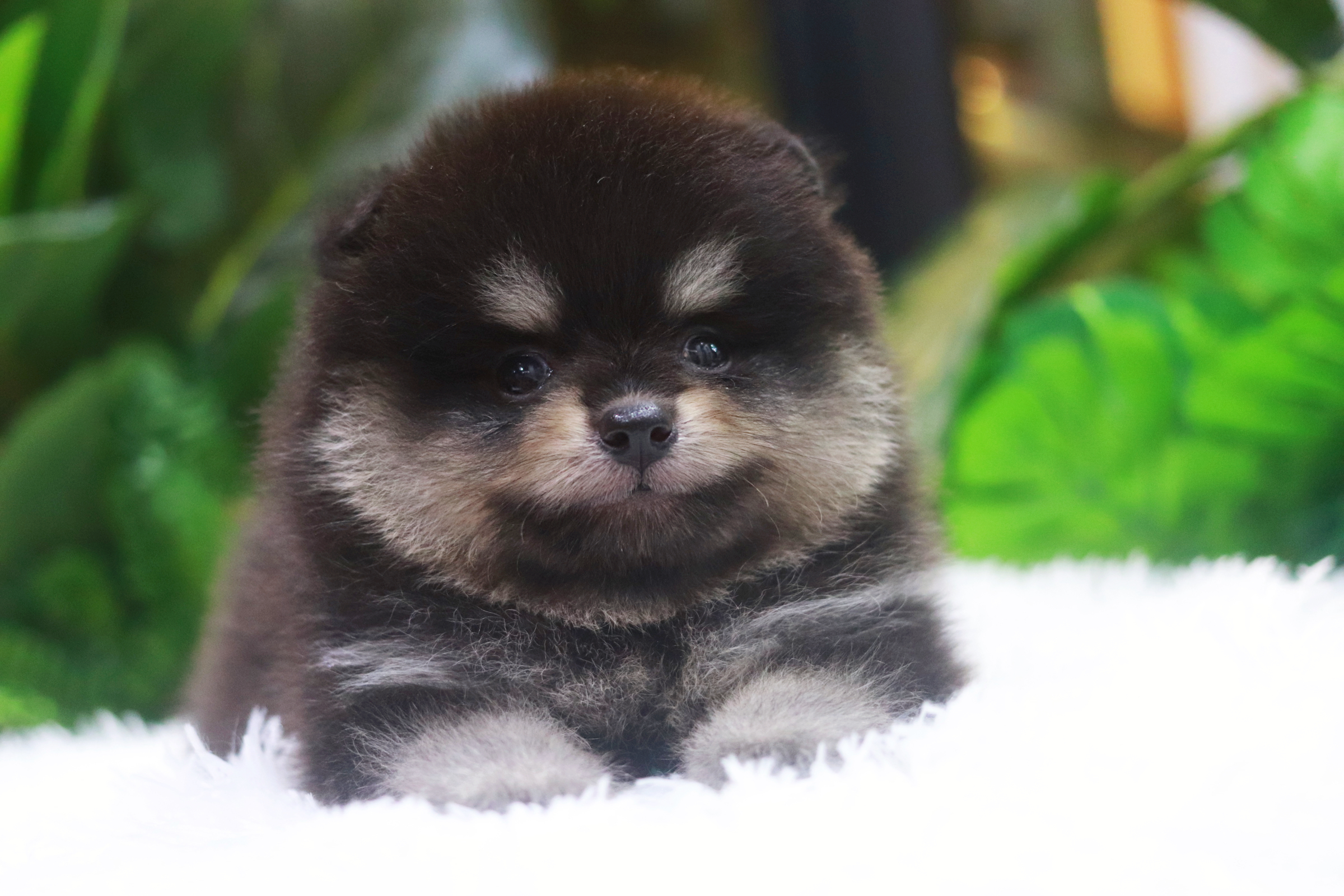 ปอมเมอเรเนียน เพศผู้ แบล็คแทน มาร์คครบชัดเป๊ะมาก