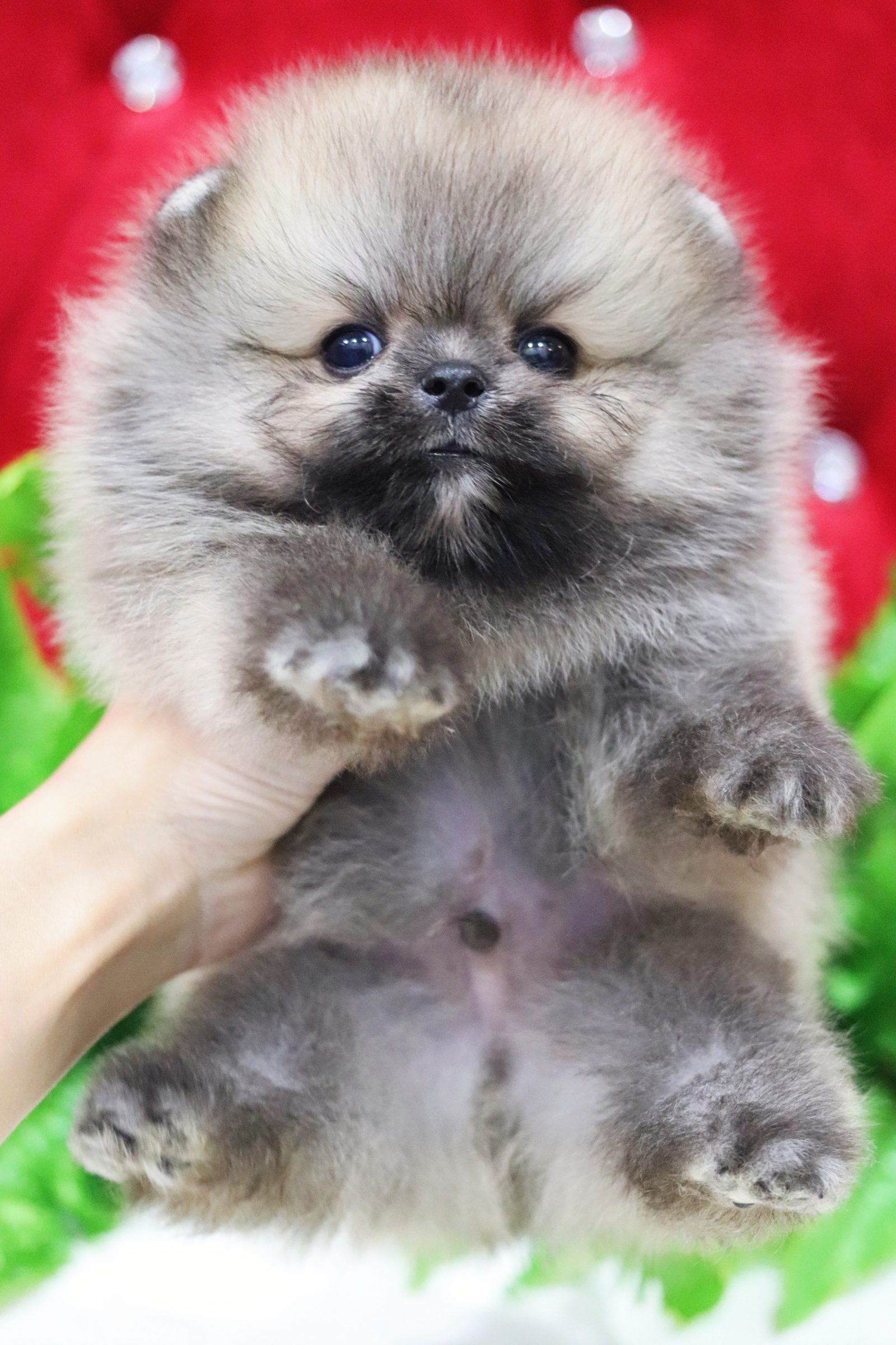 ปอมเมอเรเนียน เพศผู้ สีส้ม ไซส์เล็ก