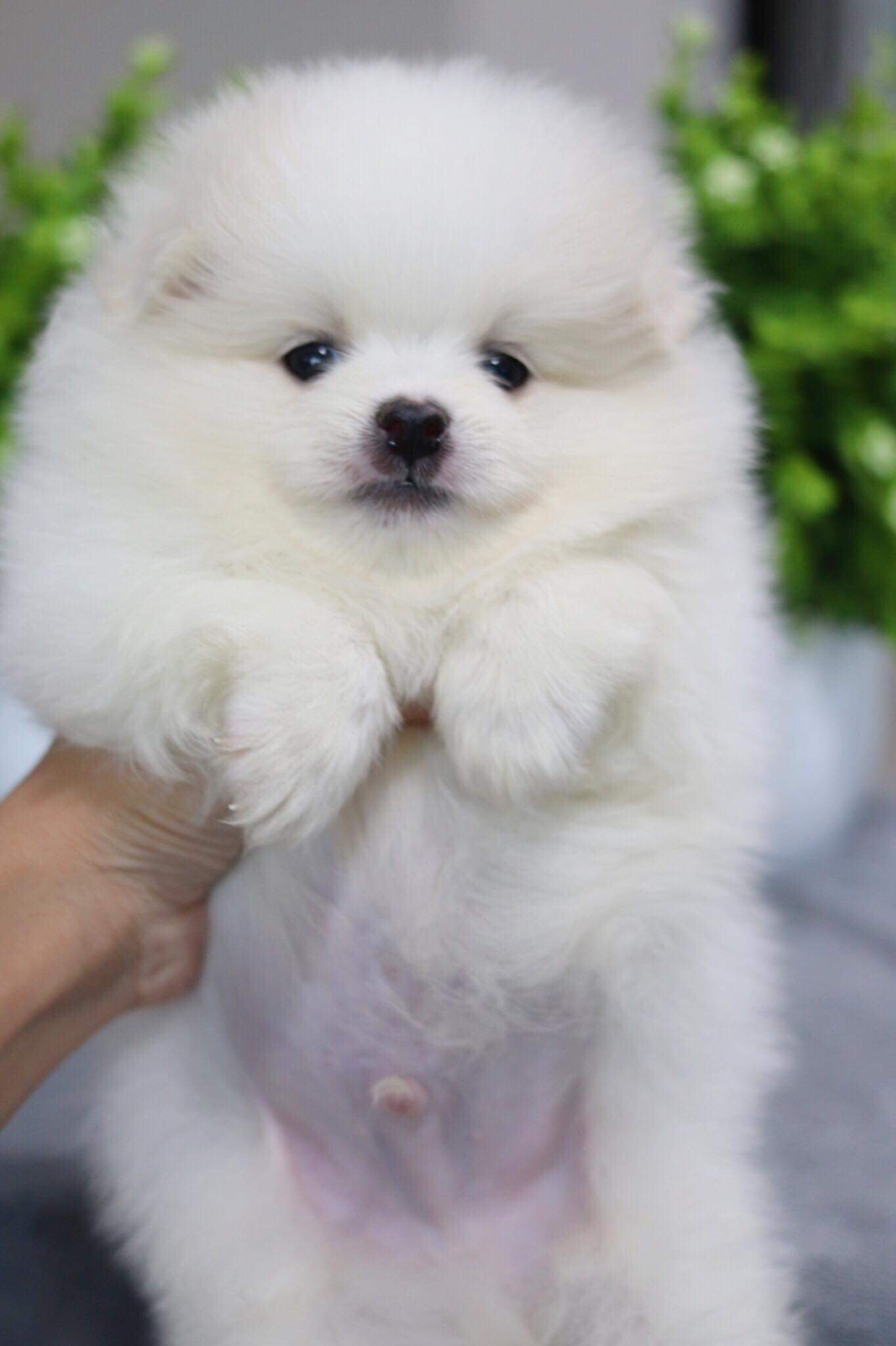 ปอมเมอเรเนียน เพศผู้