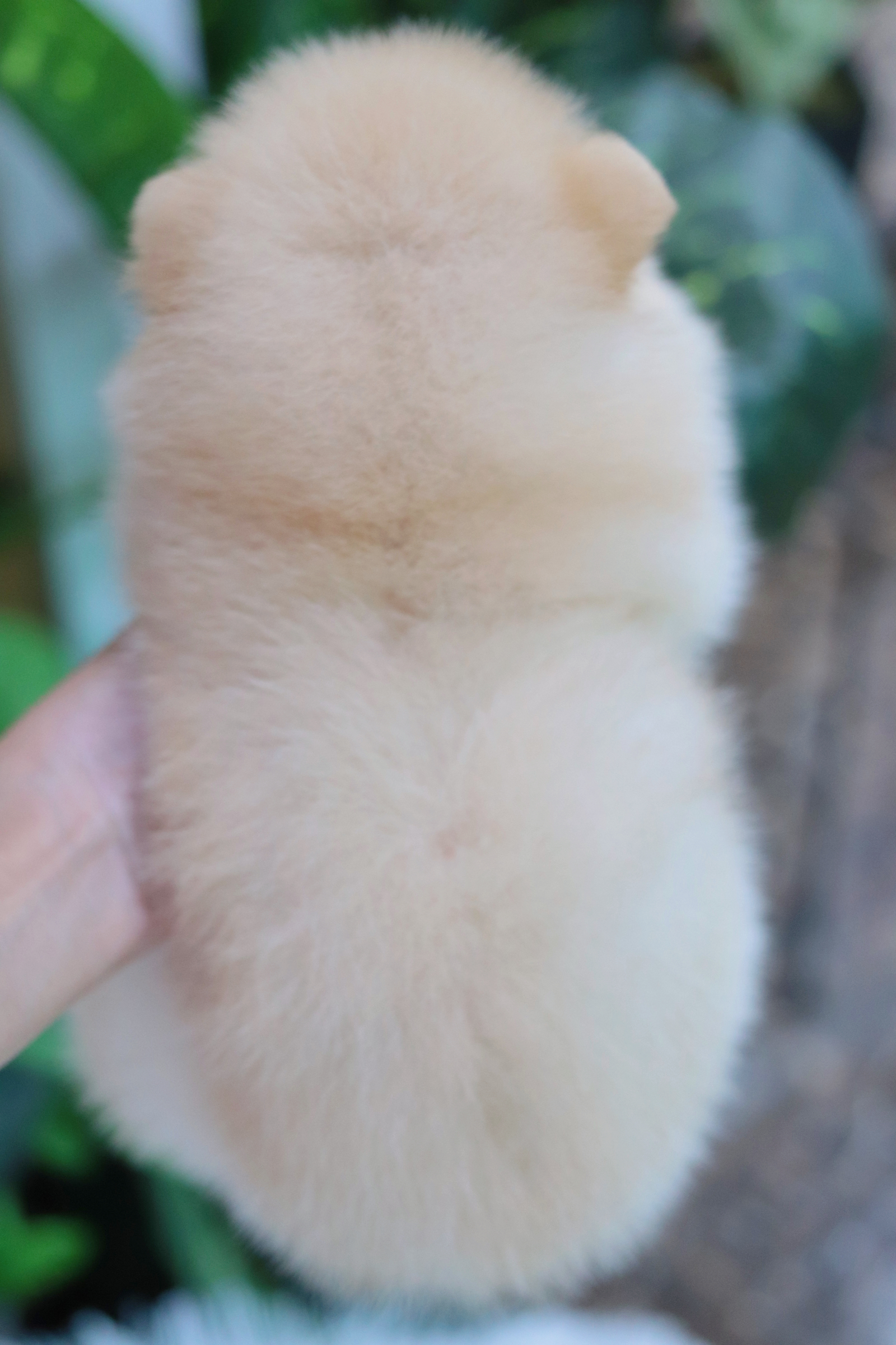 ปอมเมอเรเนียน เพศผู้สีครีม