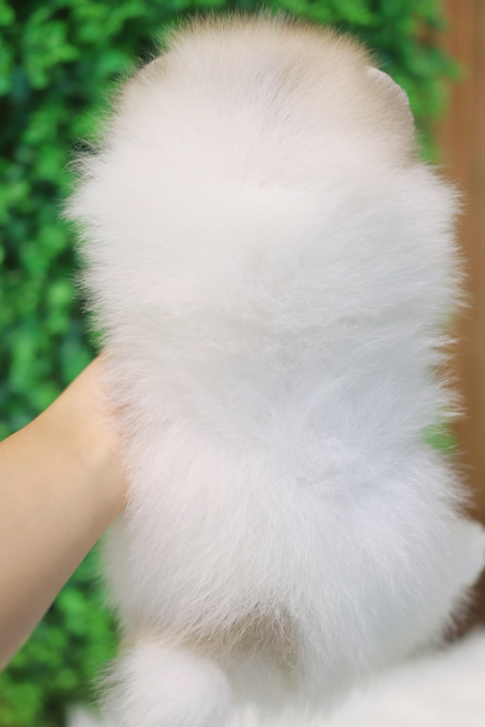 ปอมเมอเรเนียน เพศผู้สีแฟนซี