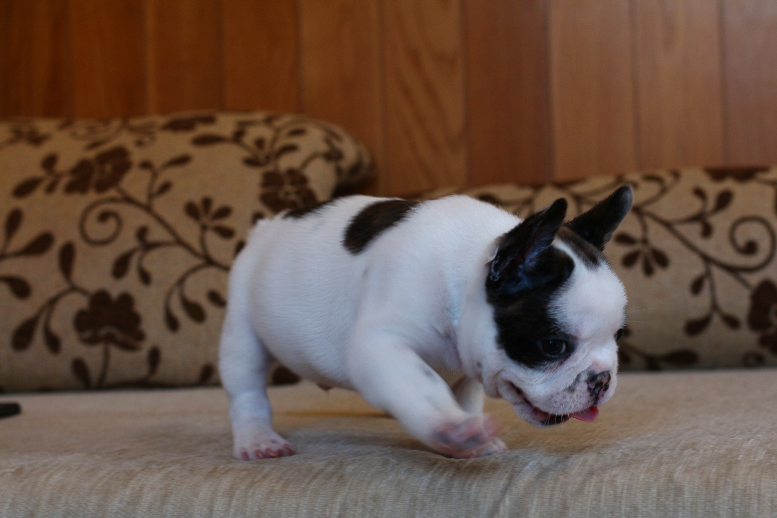 น้องไข่ตุ๋น เฟรนช์บูลด็อกสวยๆ โครงสร้างหนา ตัวอวบอ้วน