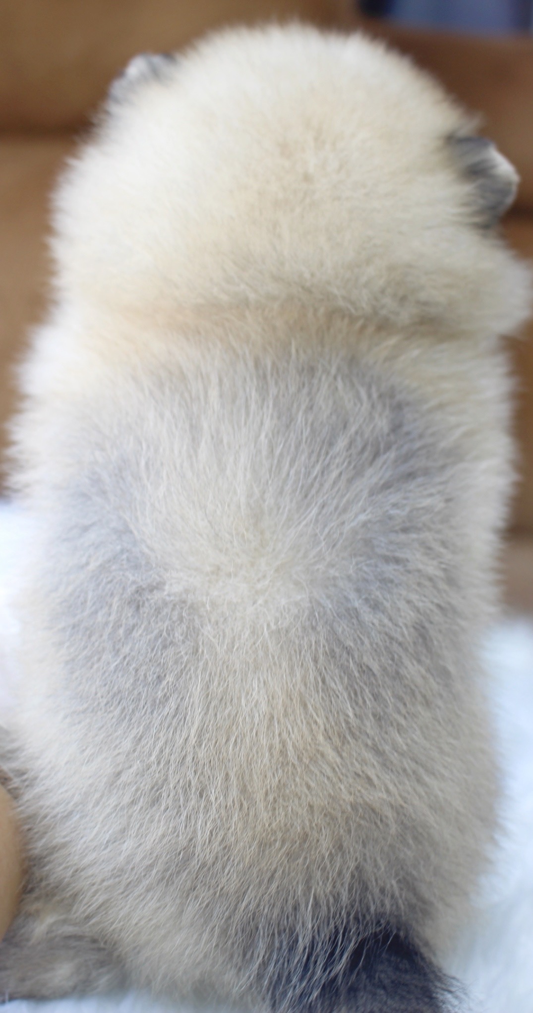 ปอมเมอเรเนียน เพศผู้สีส้ม