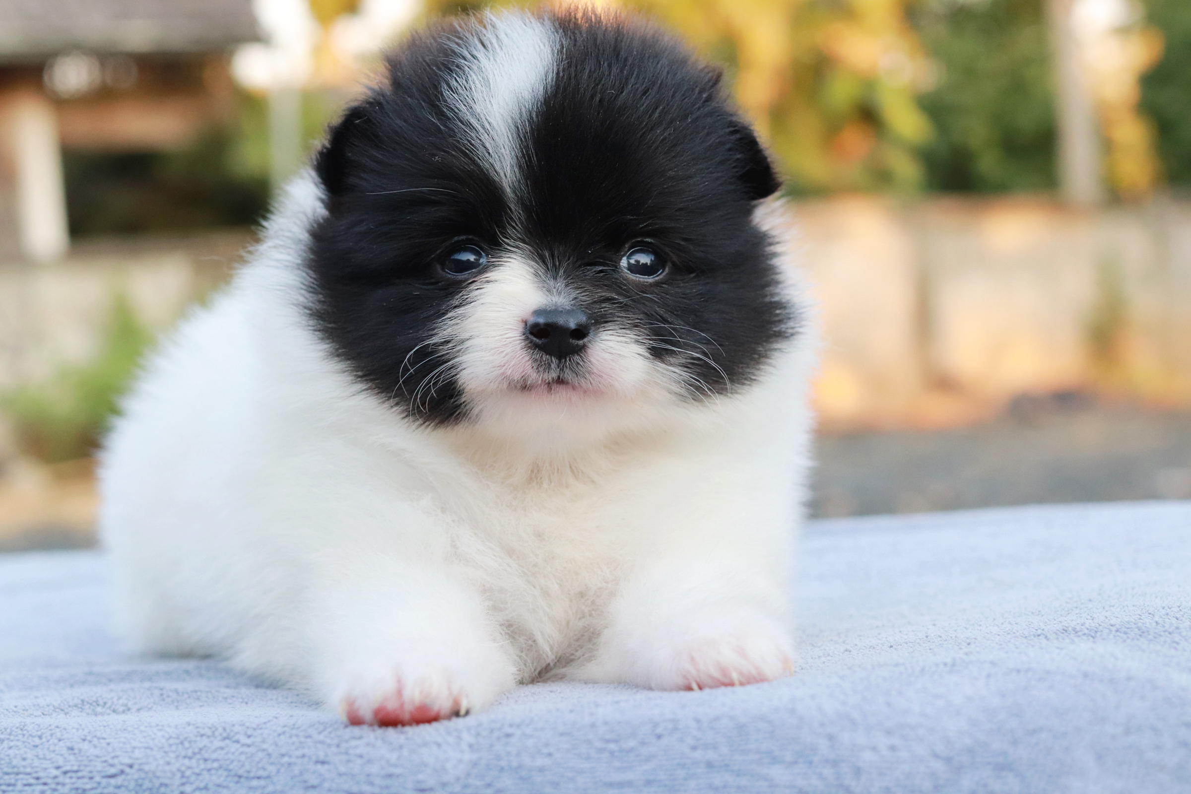 ปอมเมอเรเนียน เพศเมีย