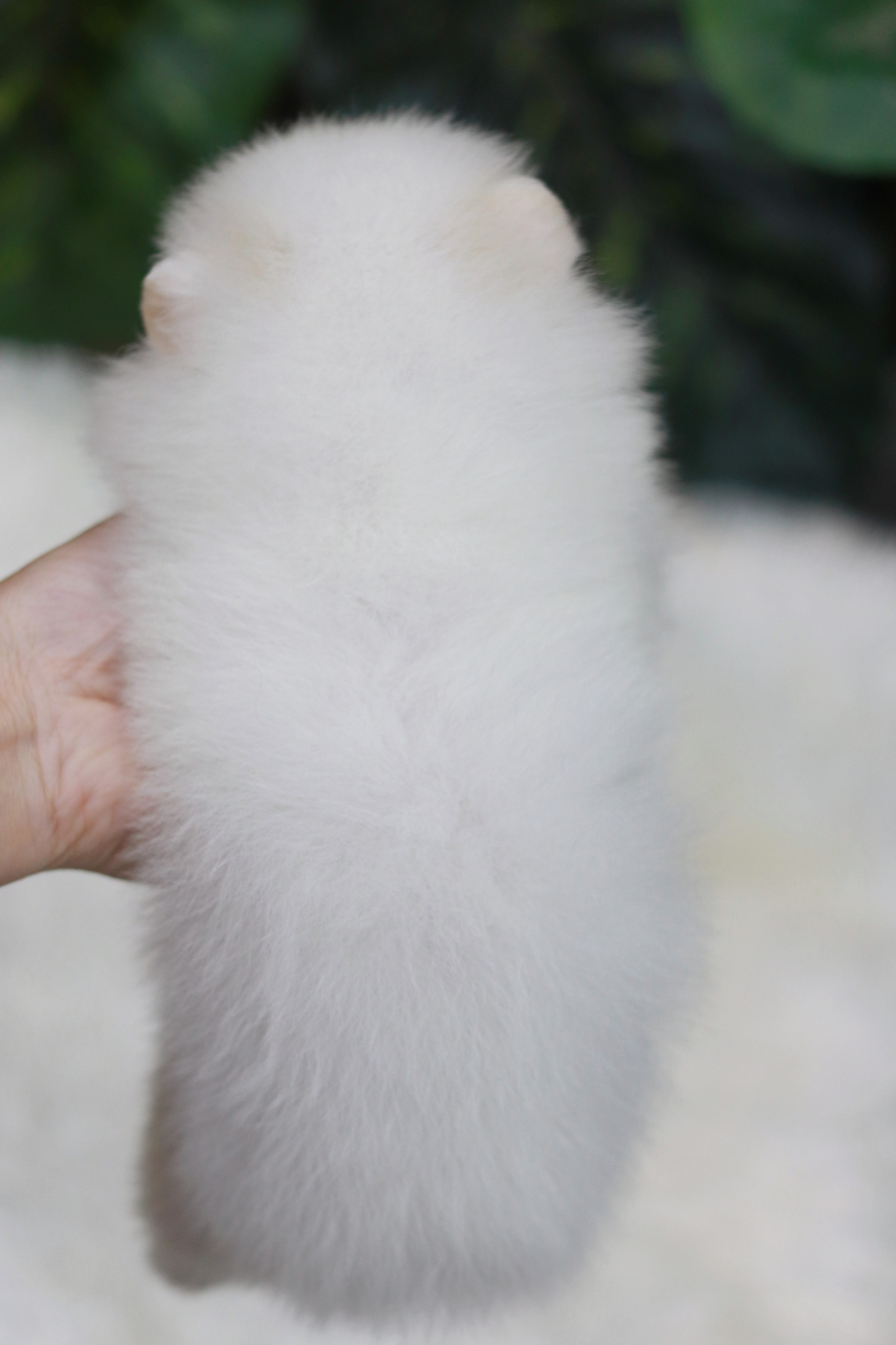 ปอมเมอเรเนียน เพศเมีย สีขาวครีม