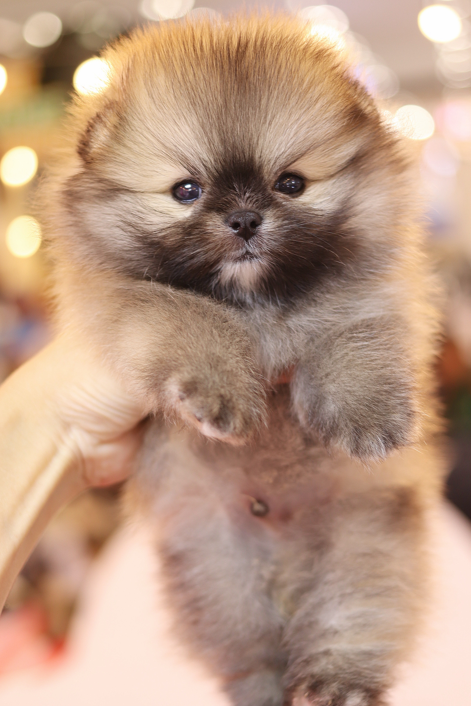 ปอมเมอเรเนียน เพศผู้สีส้ม เกรดโชว์