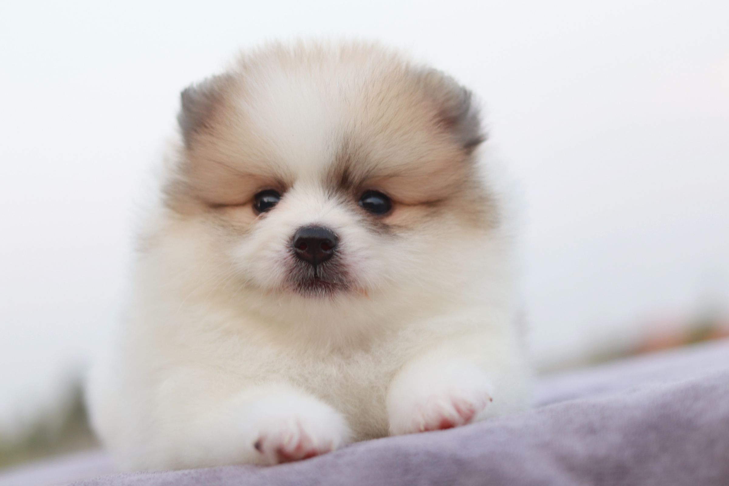 ปอมเมอเรเนียน เพศเมีย