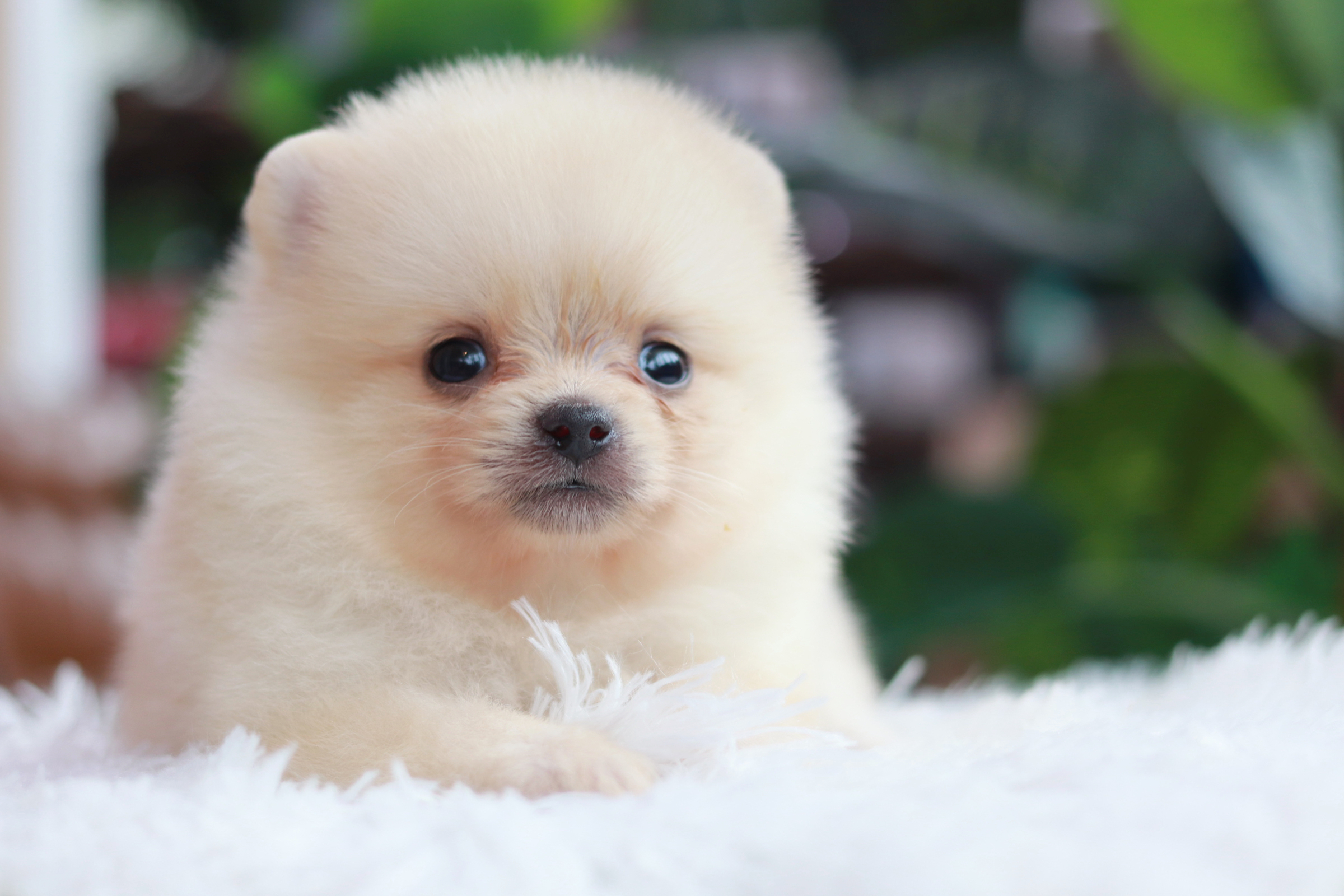 ปอมเมอเรเนียน เพศเมียทีคัพ