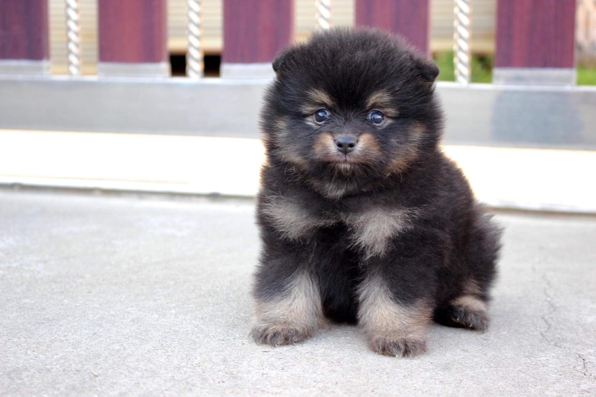 ปอมเมอเรเนียน เพศผู้ แบล็คแทน