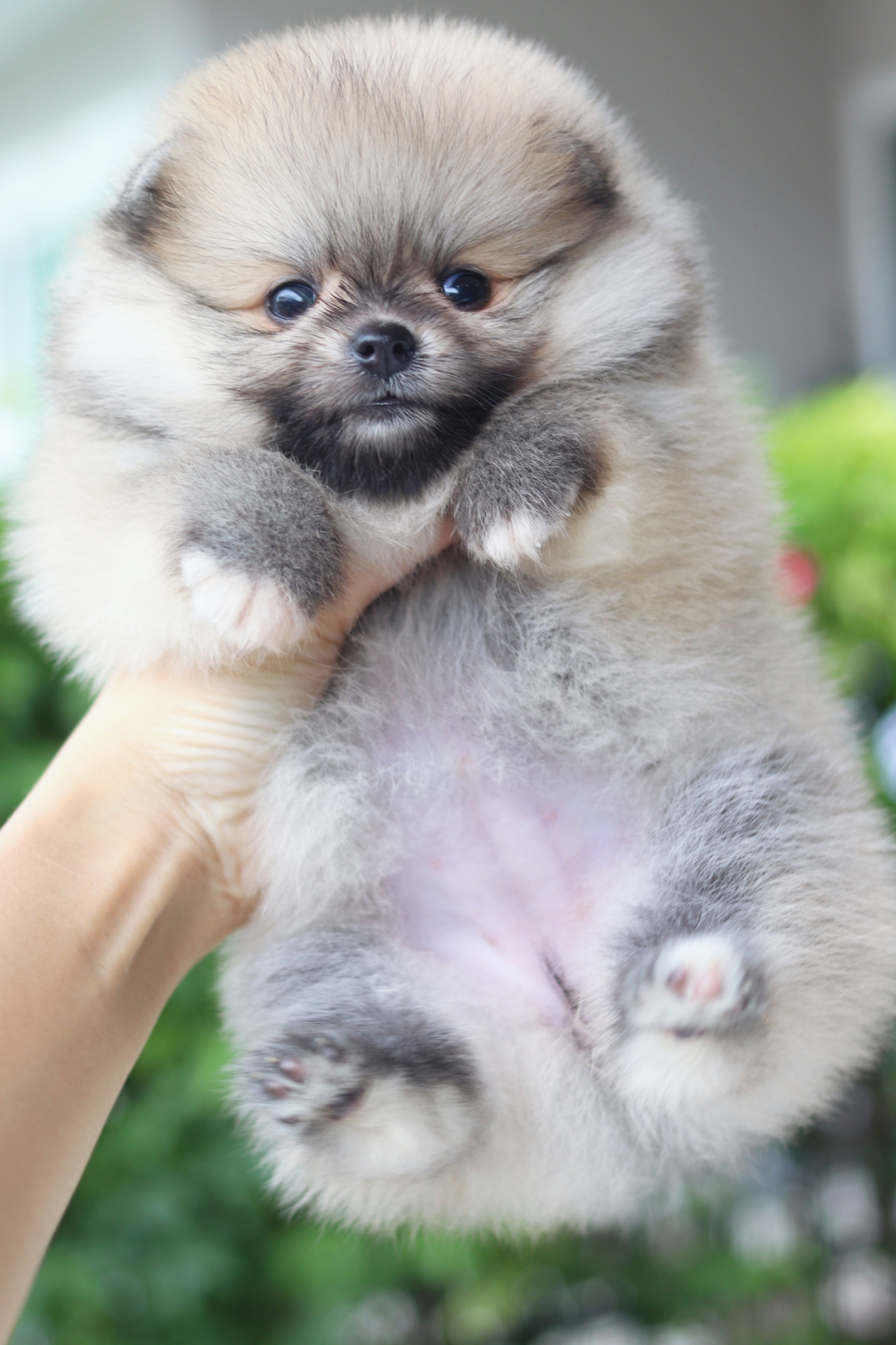 ปอมเมอเรเนียน เพศเมียสีส้ม