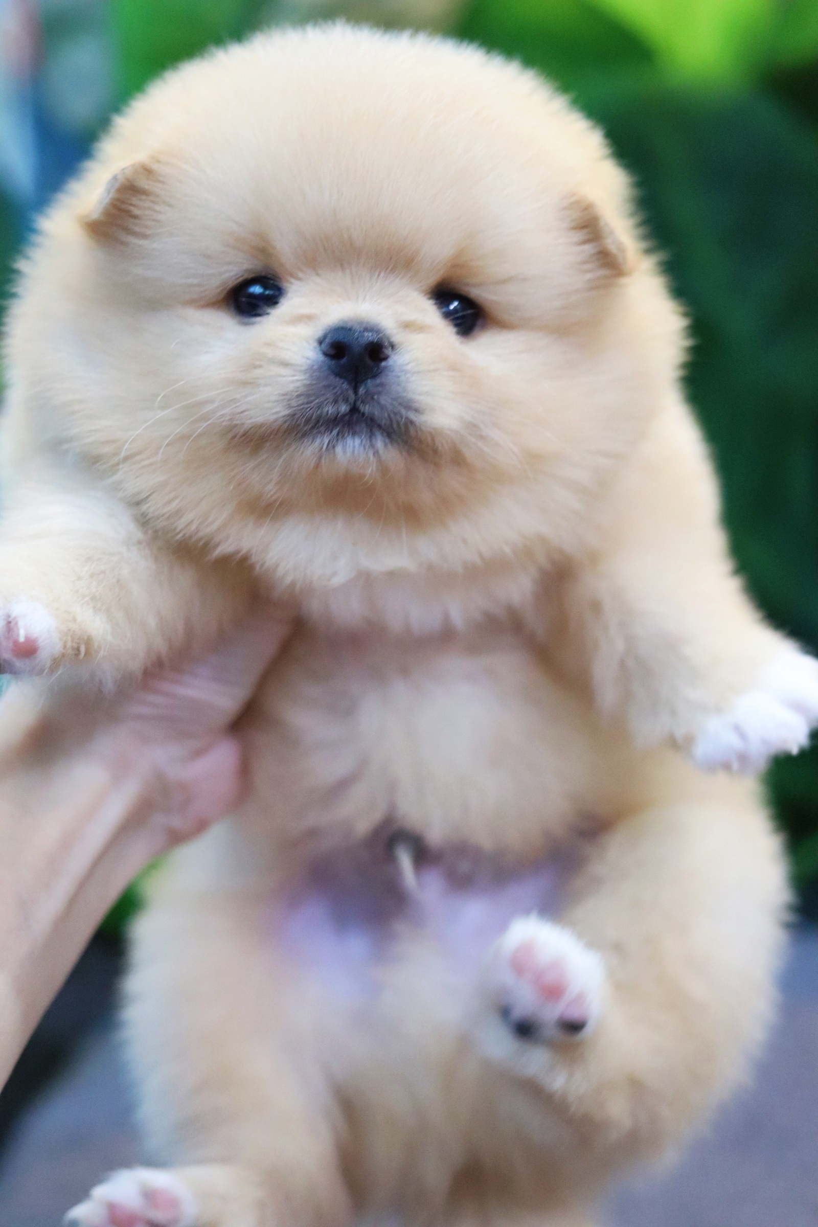 ปอมเมอเรเนียน เพศผู้ สีครีม