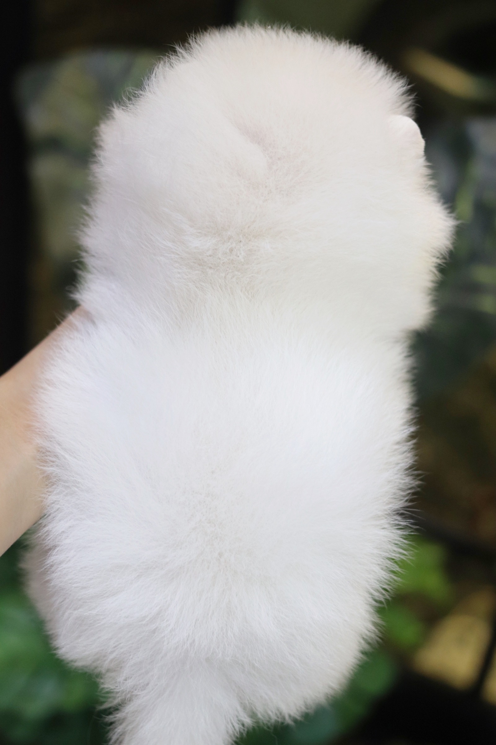 ปอมเมอเรเนียน เพศผู้ขาวครีม