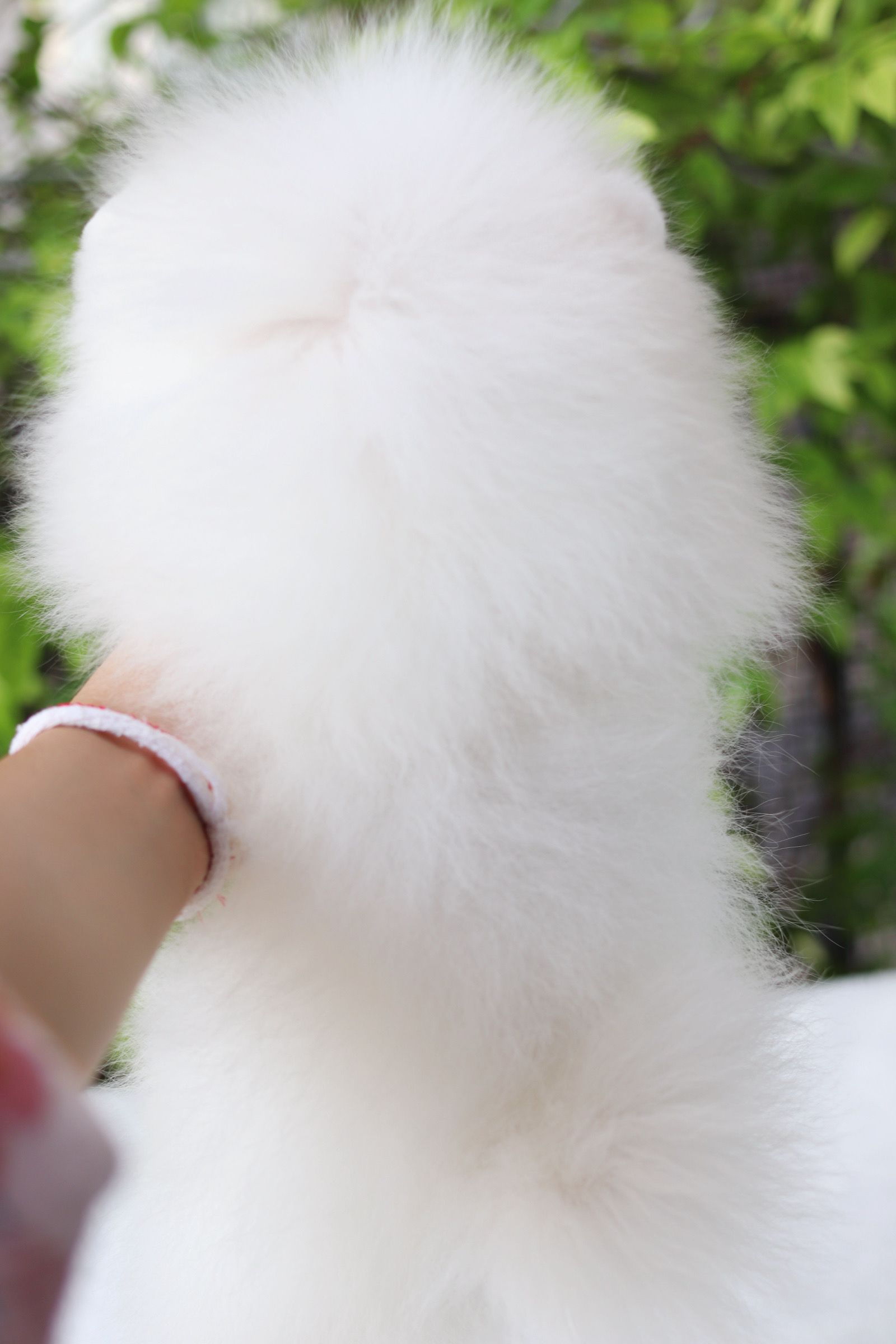 ปอมเมอเรเนียน เพศผู้ สีขาวเกรดโชว์