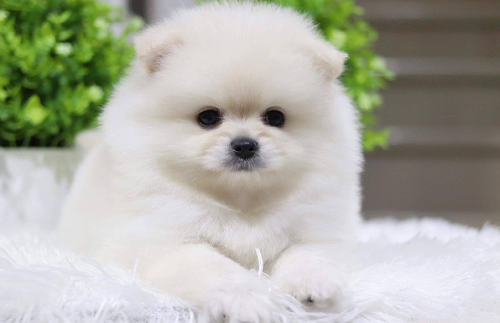 ปอมเมอเรเนียน เพศเมีย