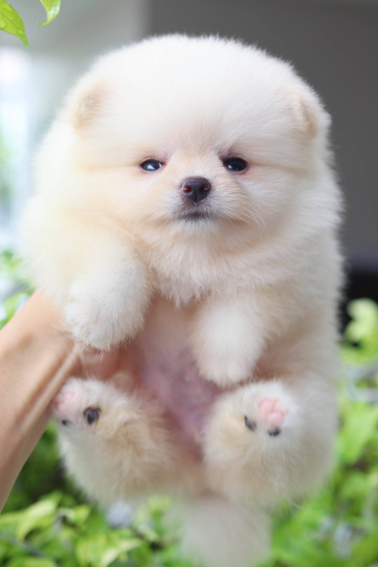 ปอมเมอเรเนียน เพศเมียสีขาวครีมเกรดโชว์