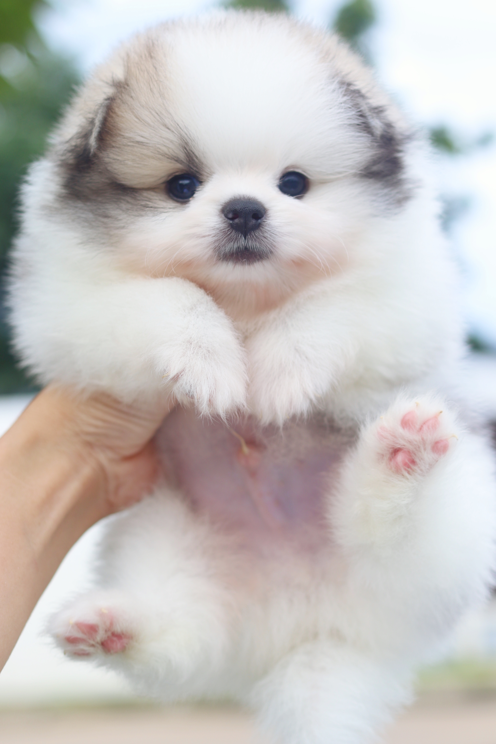 ปอมเมอเรเนียน เพศผู้สีแฟนซี