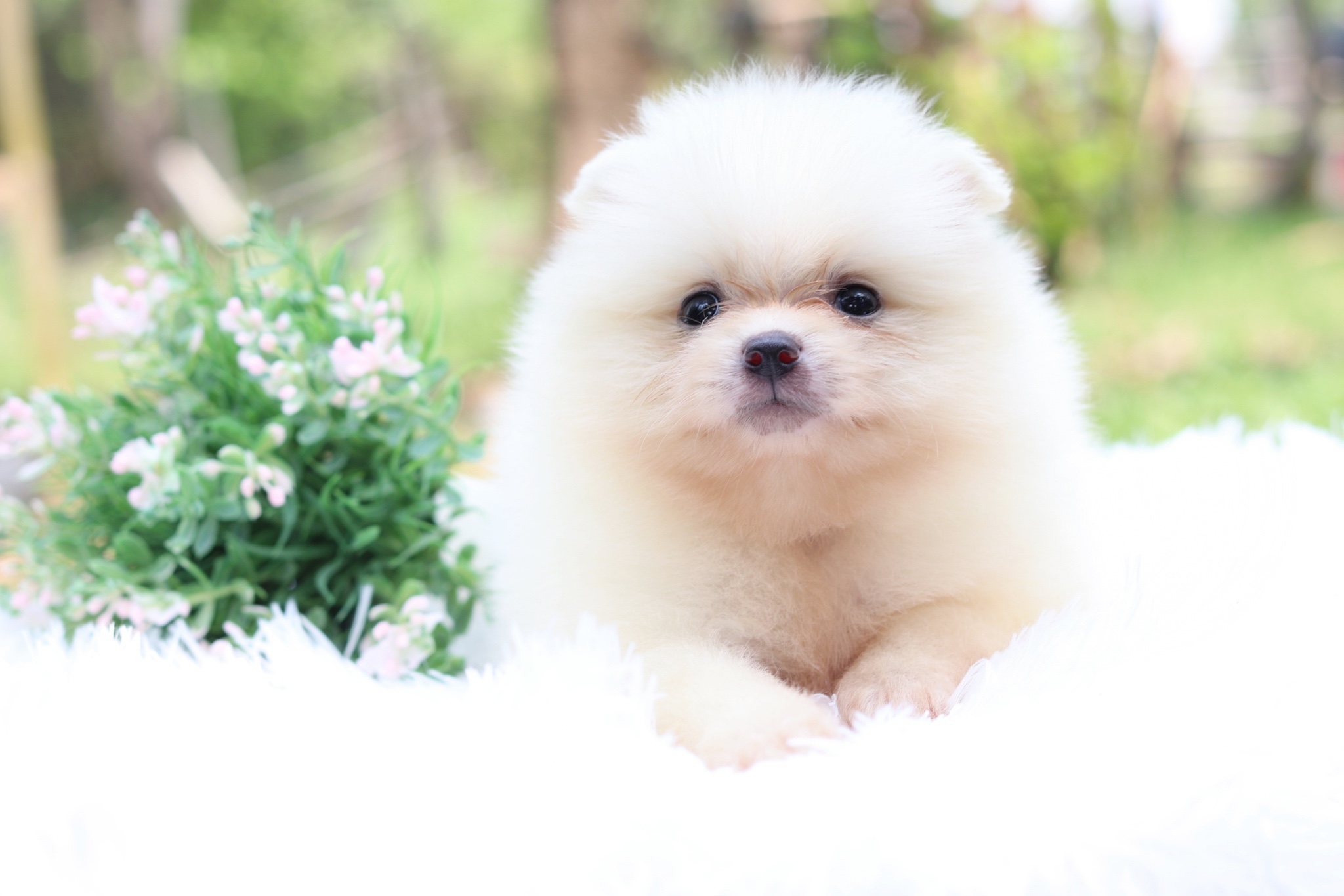 ปอมเมอเรเนียน เพศเมียสีขาวครีม