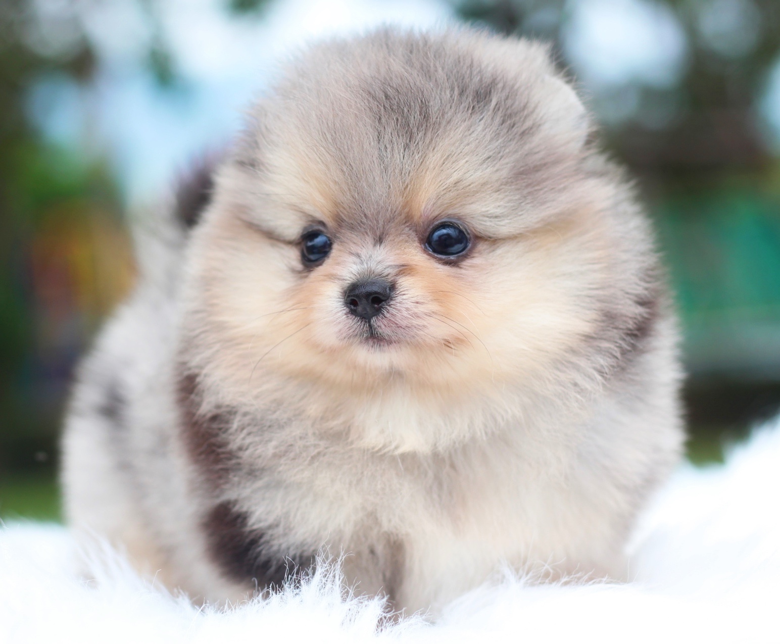 ปอมเมอเรเนียน เพศผู้ สีเมอร์เร่&แทนเกรดโชว์