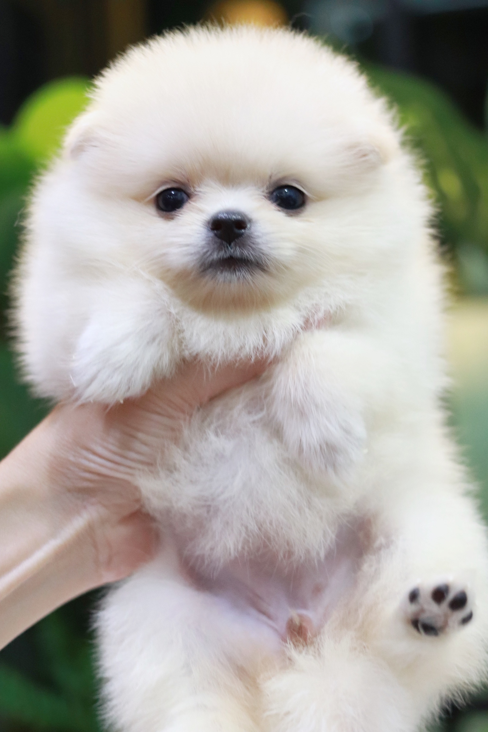 ปอมเมอเรเนียน เพศเมียขาวครีม