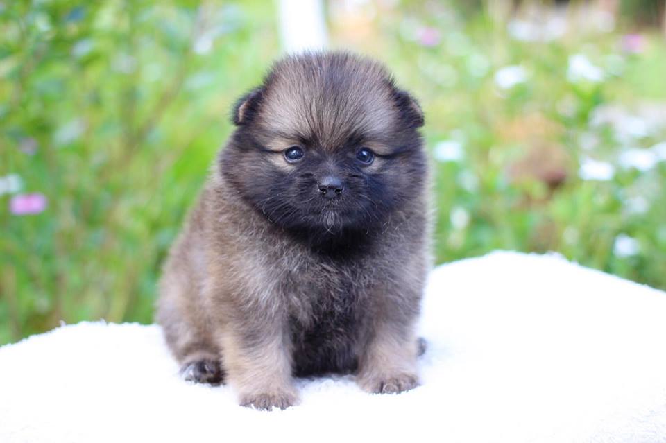 ปอมเมอเรเนียน เพศเมีย