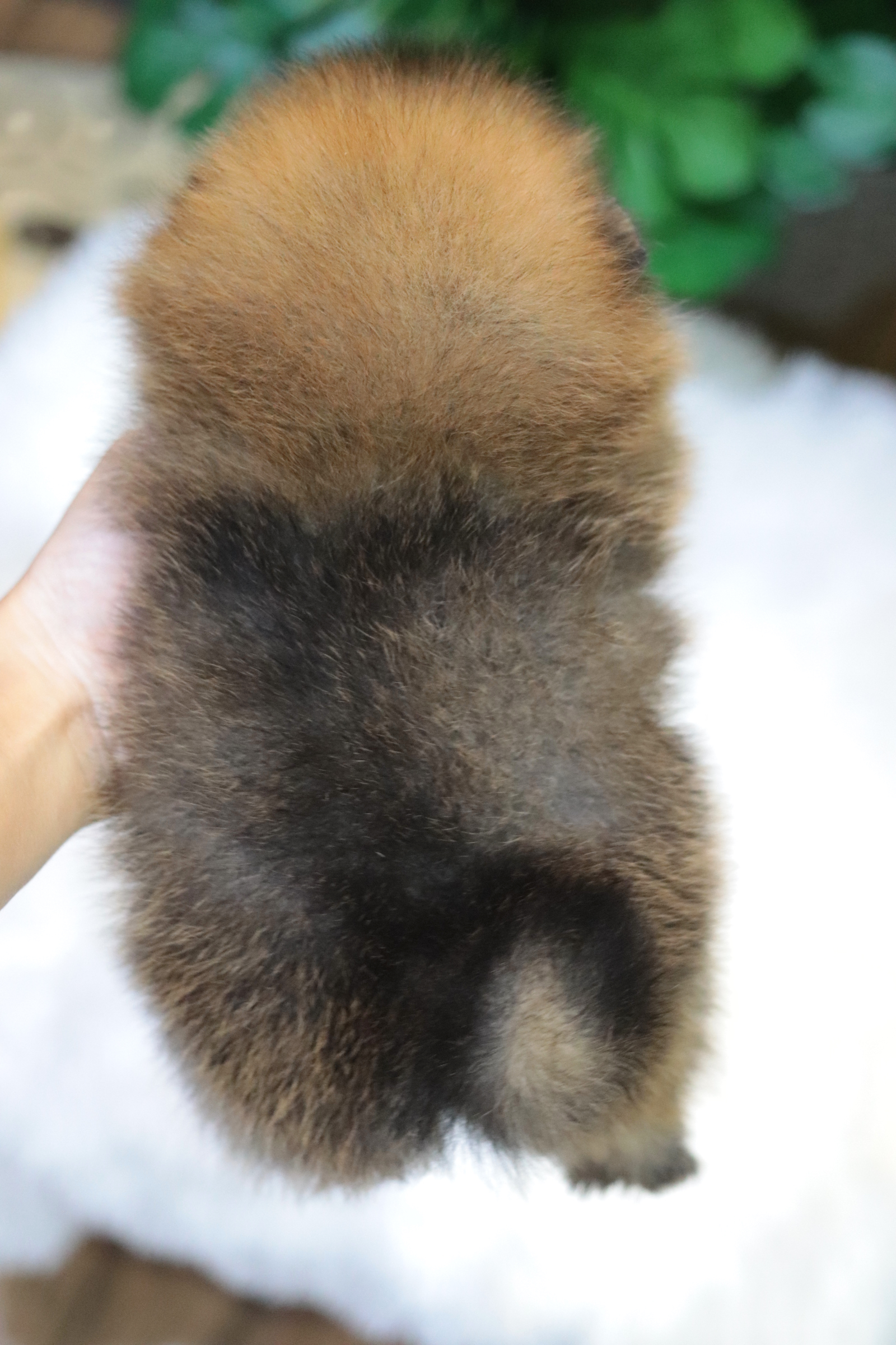 ปอมเมอเรเนียน เพศผู้สีส้มขนแน่น สายเลือดดี