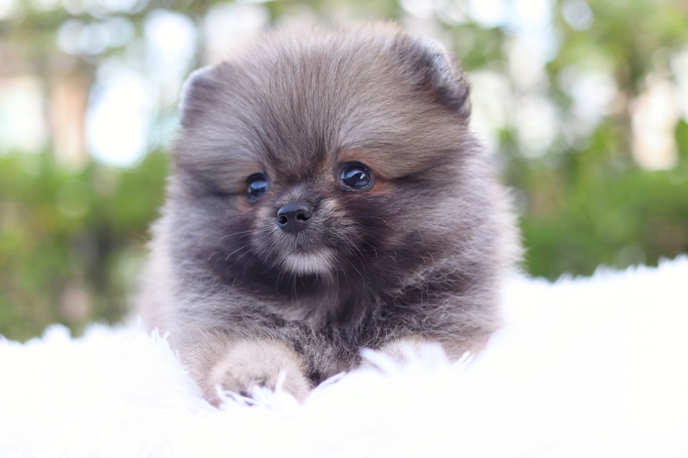 ปอมเมอเรเนียน เพศเมียสีส้ม