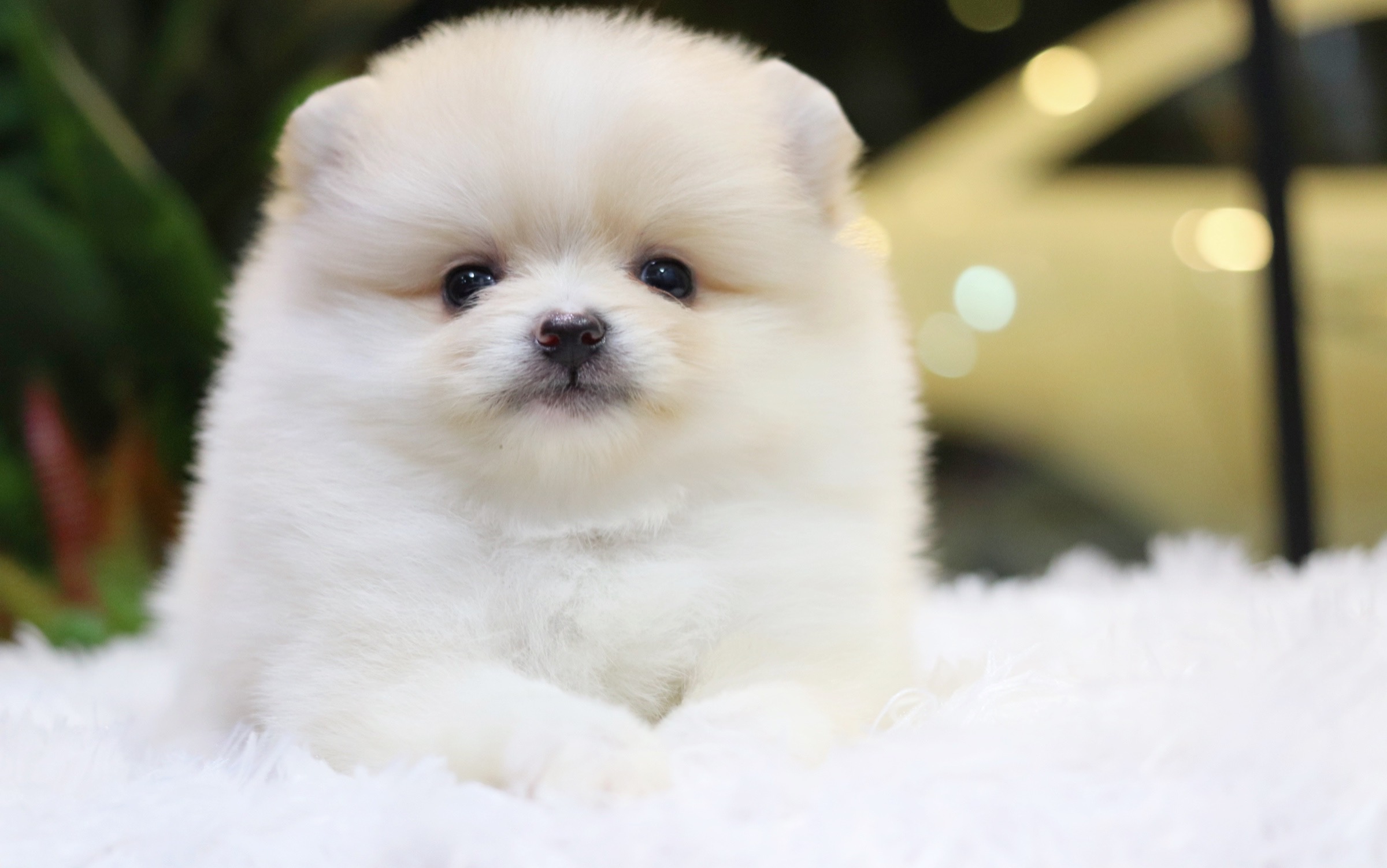 ปอมเมอเรเนียน เพศเมีย ขาวครีม