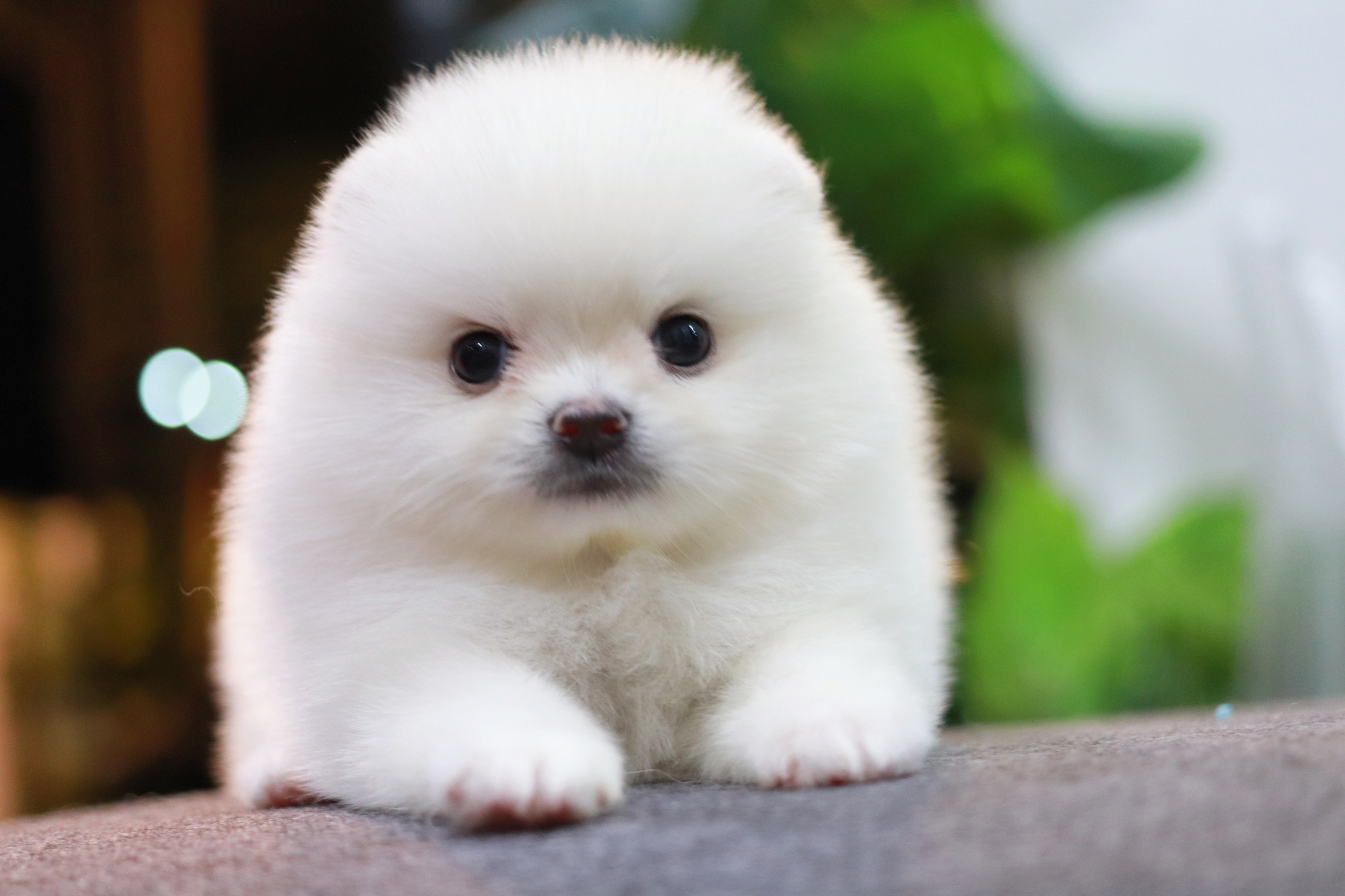 ปอมเมอเรเนียน เพศเมียขาว