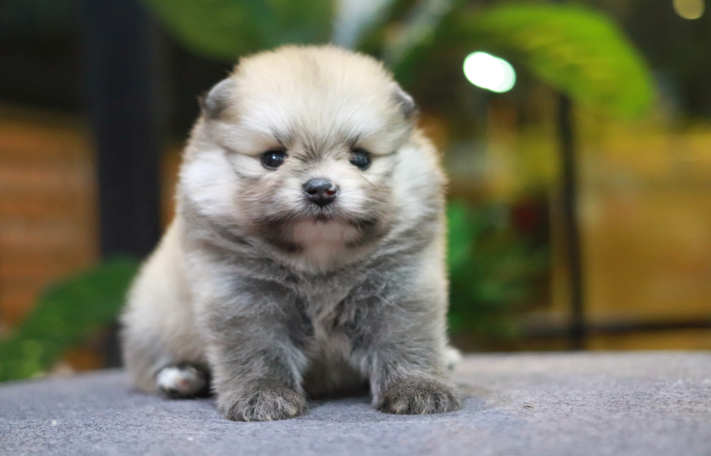 ปอมเมอเรเนียน เพศเมีย ไซส์เล็ก