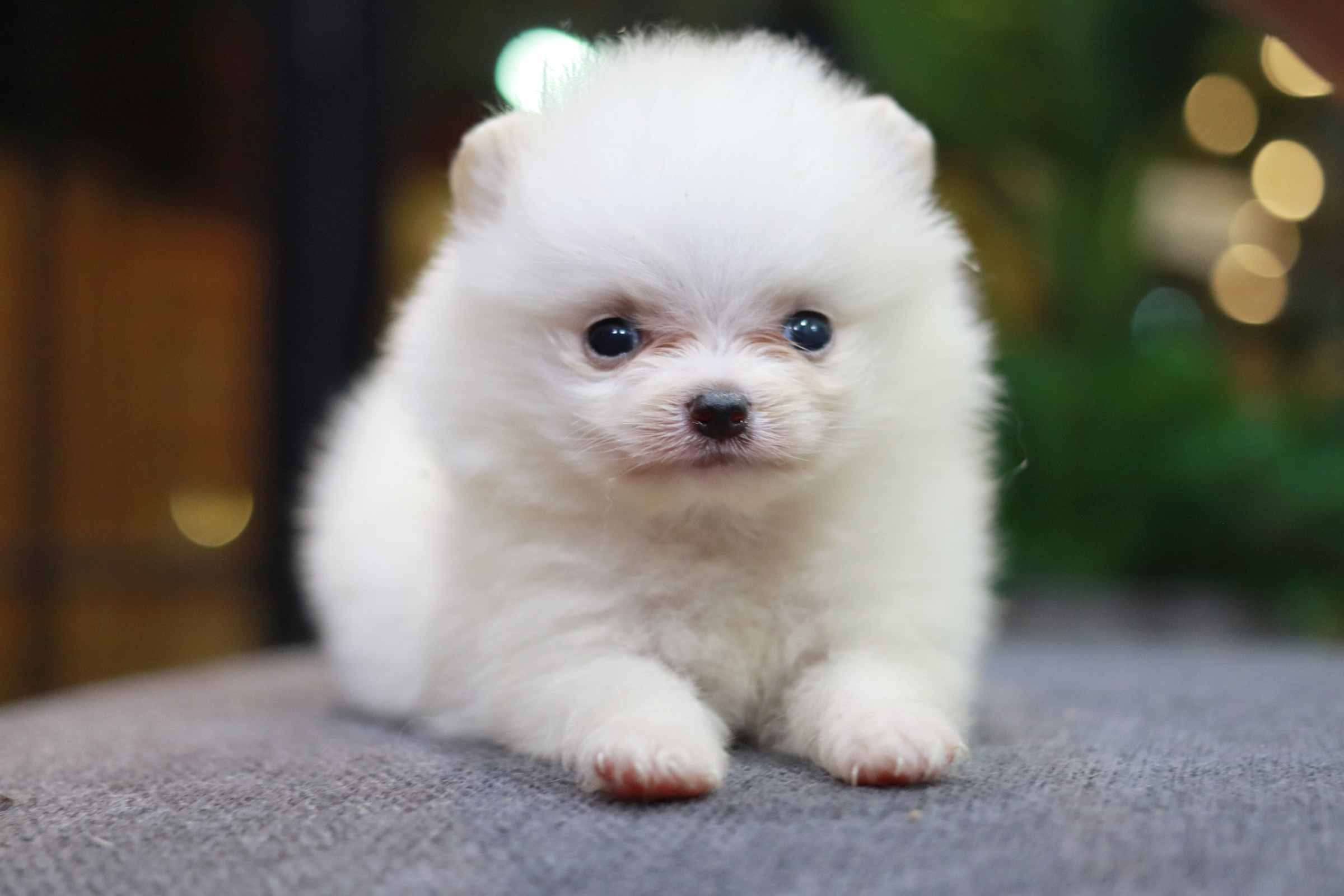 ปอมเมอเรเนียน เพศเมีย ขาว ทีคัพ