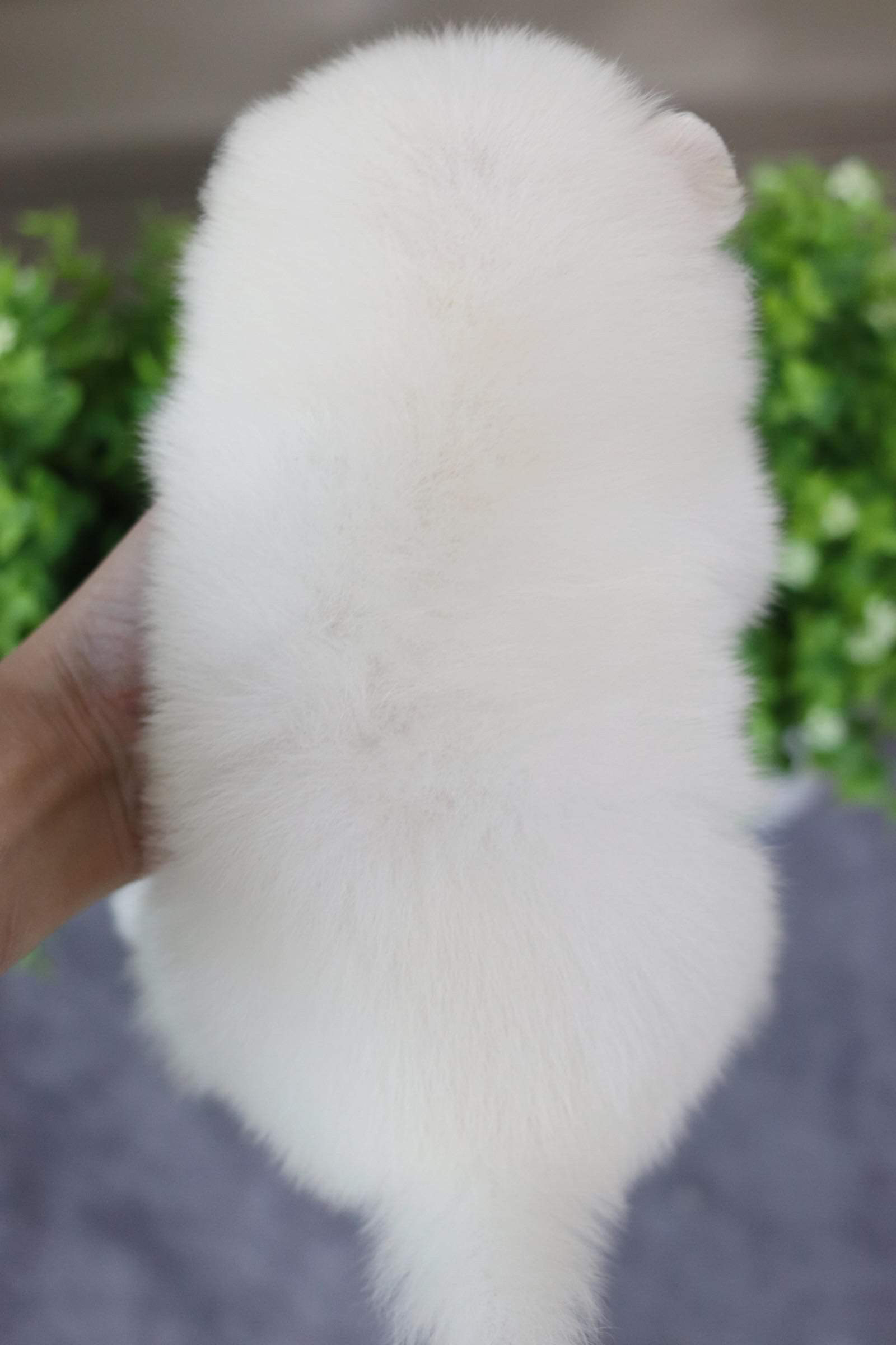 ปอมเมอเรเนียน เพศเมีย