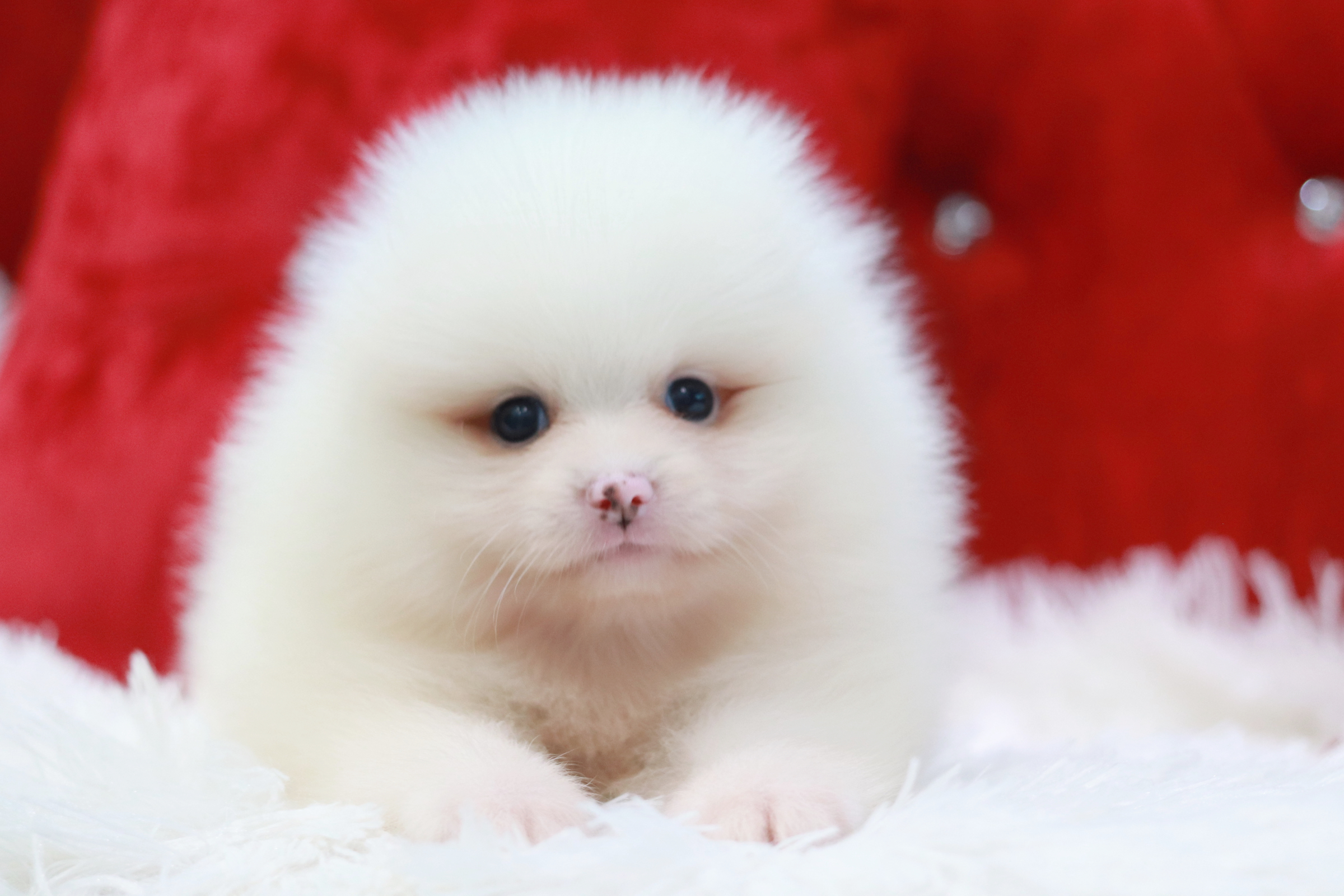 ปอมเมอเรเนียน เพศผู้ ขาวไซส์ปกติหน้าฟ็อกขนแน่นมาก