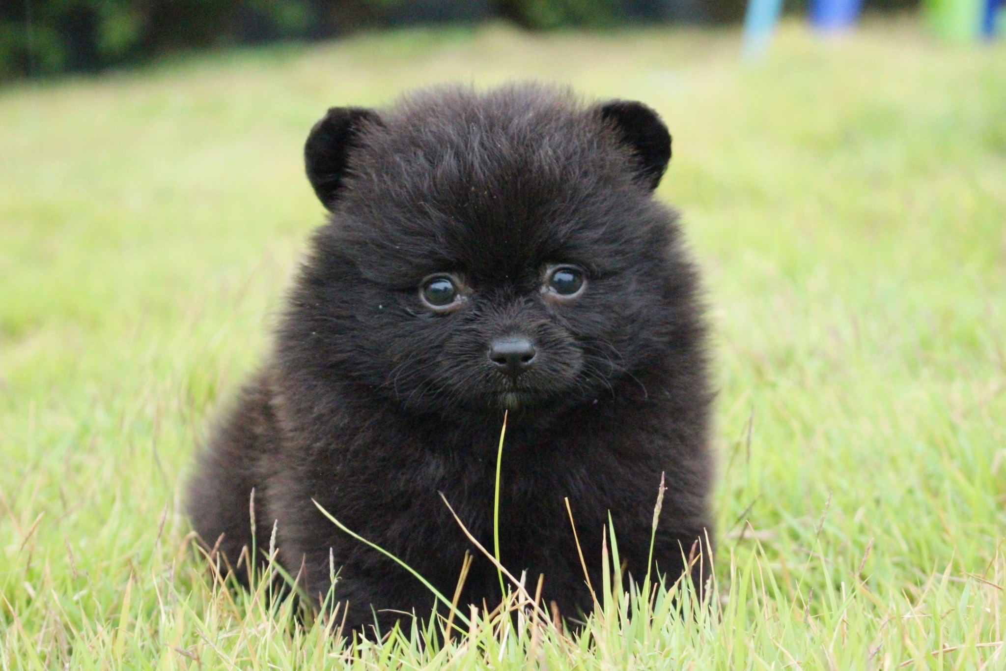 ปอมเมอเรเนียน เพศเมียสีดำ