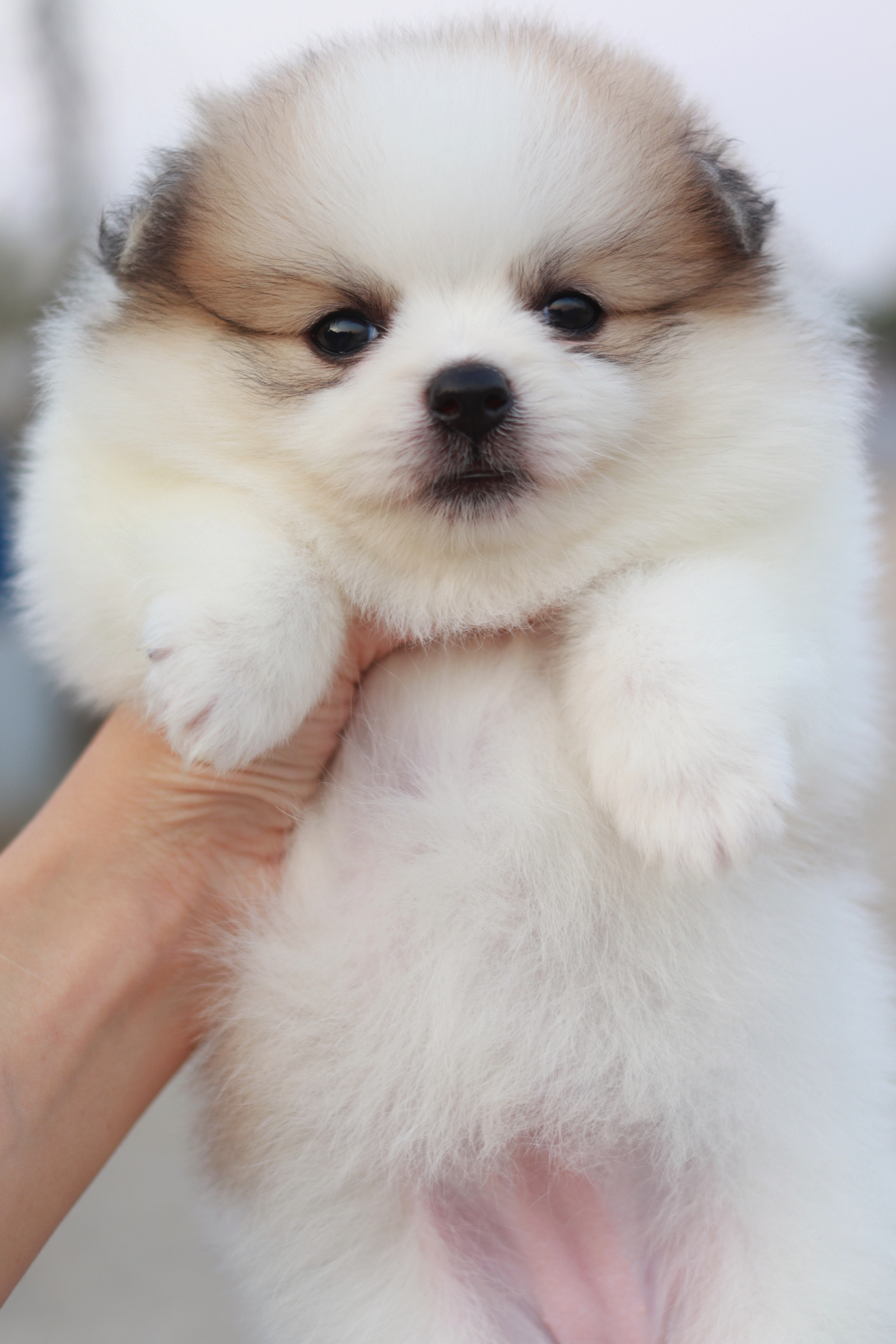 ปอมเมอเรเนียน เพศเมีย