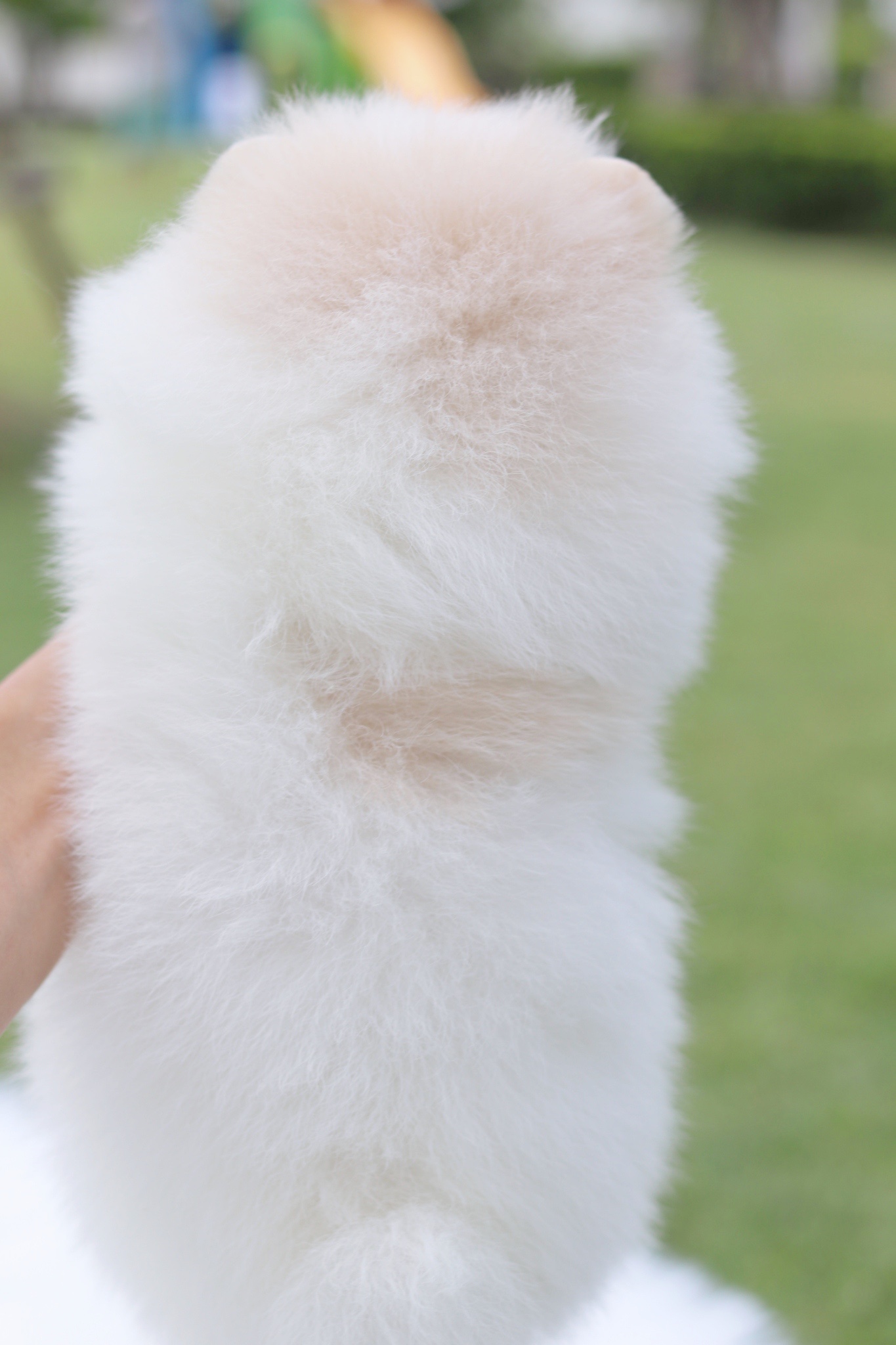 ปอมเมอเรเนียน เพศเมียสีขาวครีมเกรดโชว์