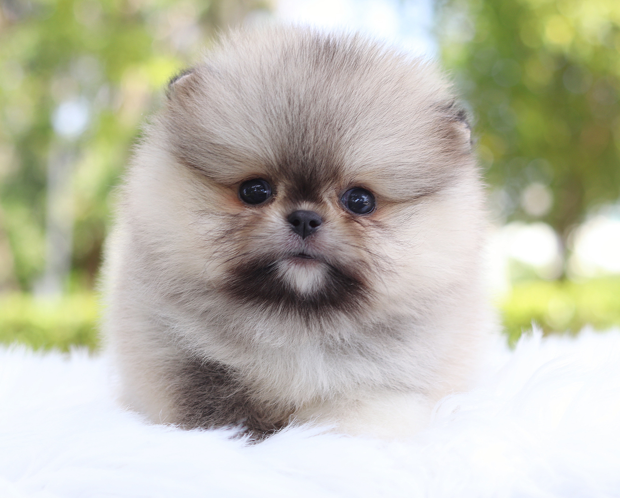 ปอมเมอเรเนียน เพศเมียสีส้ม เกรดโชว์