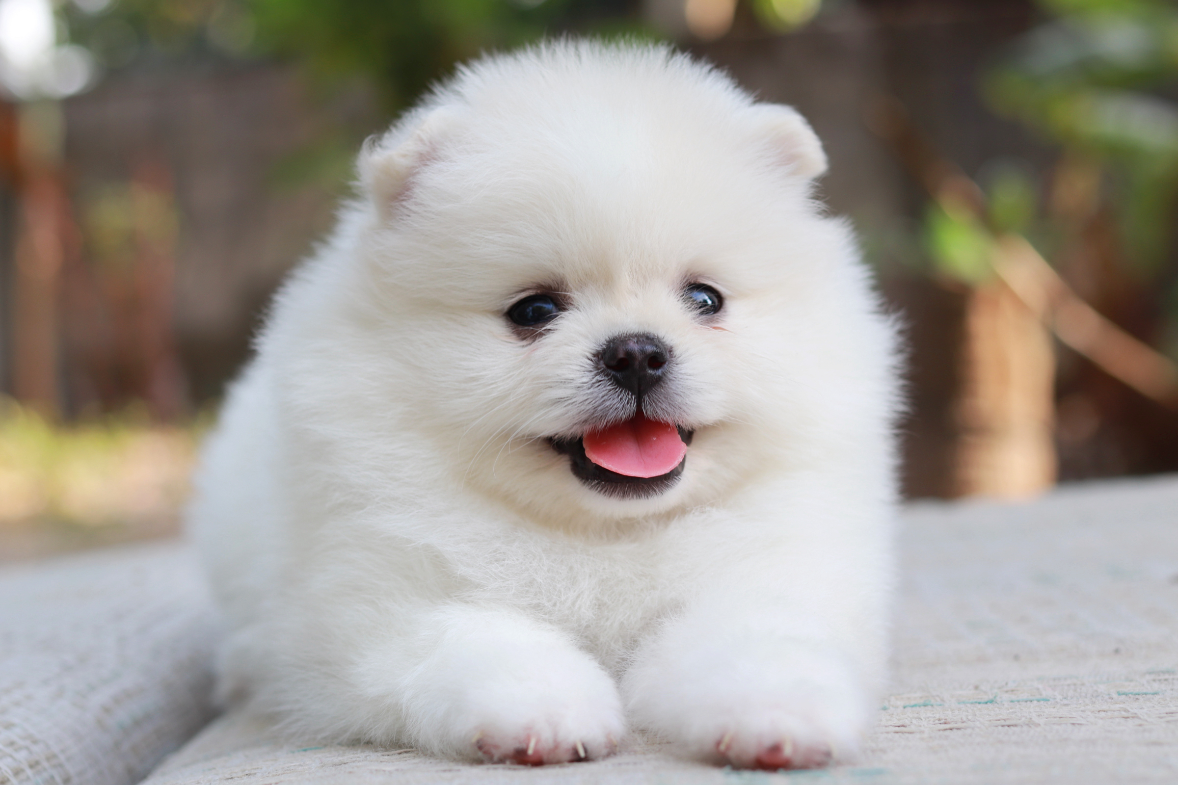 ปอมเมอเรเนียน เพศผู้ขาว