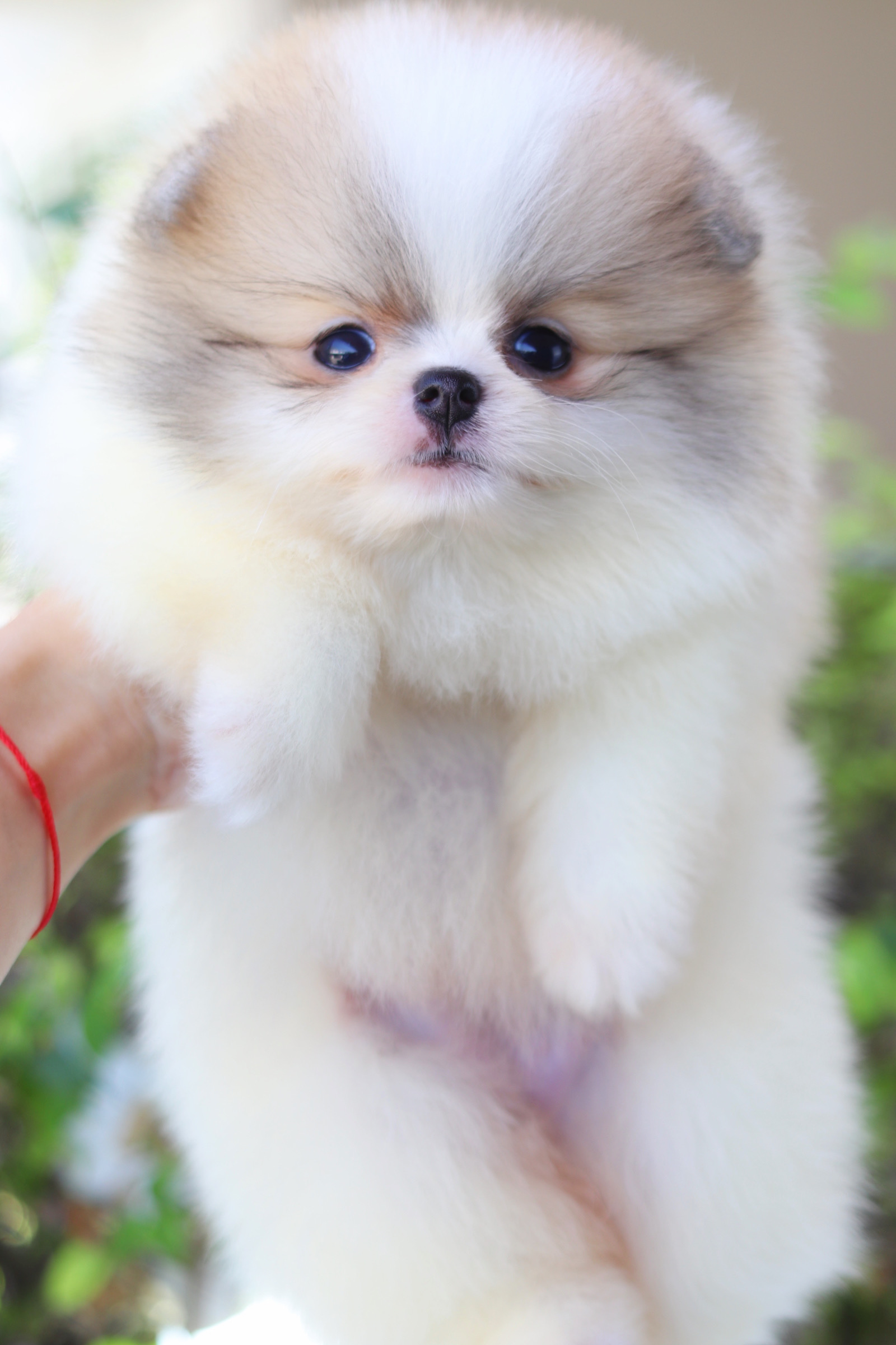 ปอมเมอเรเนียน เพศเมียแฟนซี เกรดโชว์