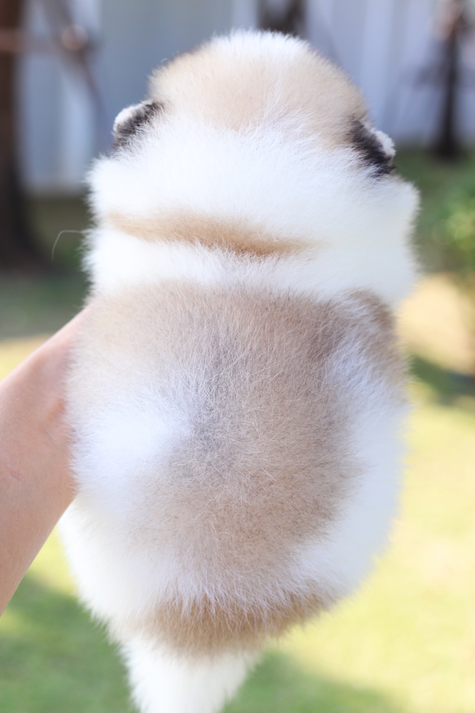 ปอมเมอเรเนียน เพศผู้ แฟนซีเกรดโชว์