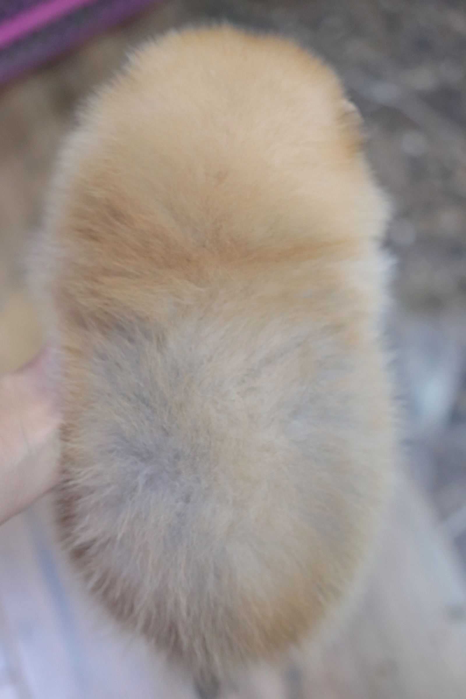 ปอมเมอเรเนียน เพศผู้สีส้มขนแน่นๆ