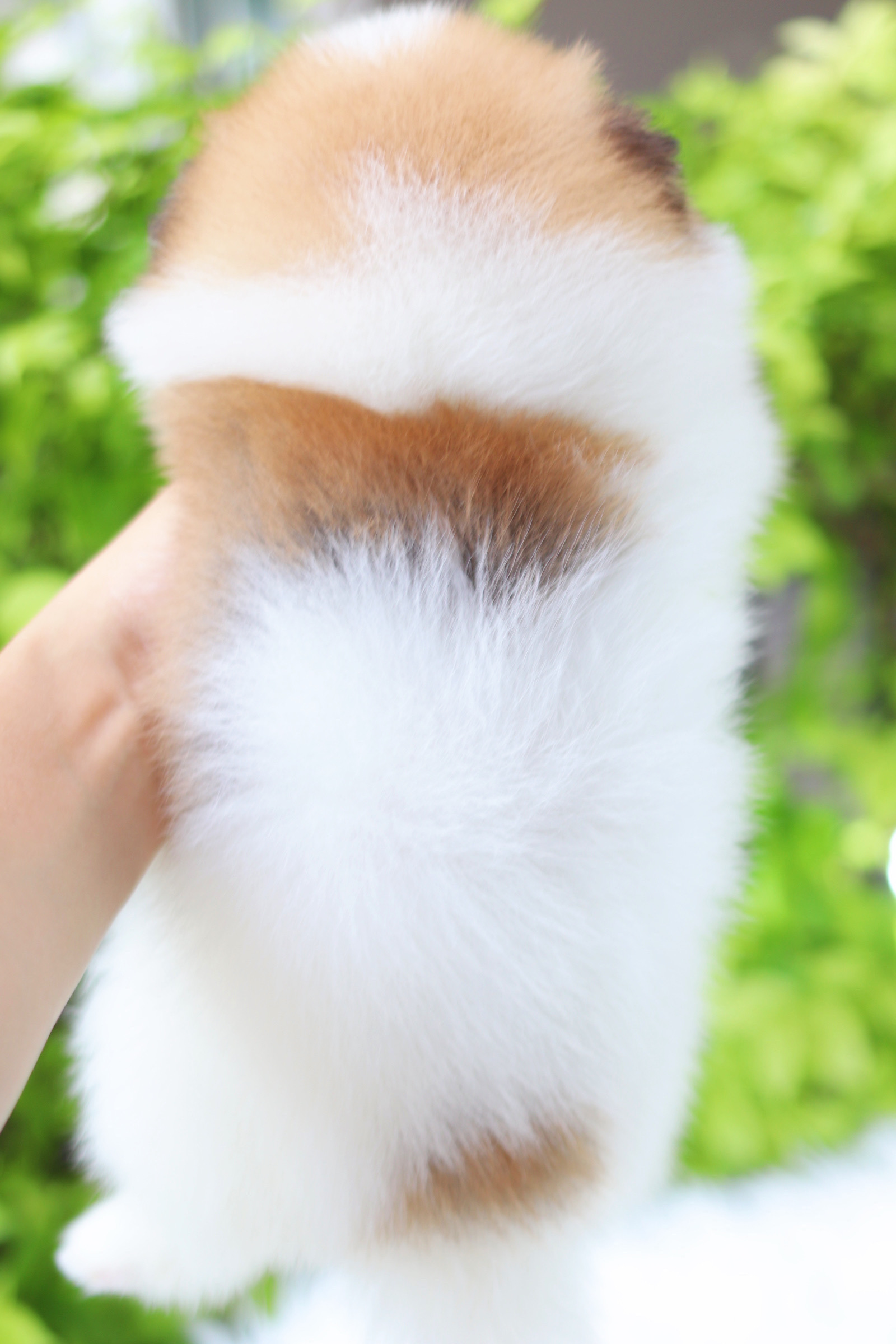 ปอมเมอเรเนียน เพศเมียสีแฟนซี เกรดโชว์