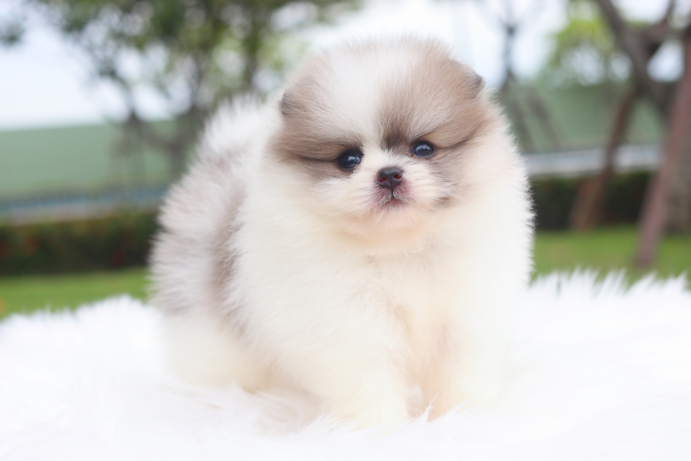 ปอมเมอเรเนียน เพศผู้สีแฟนซี