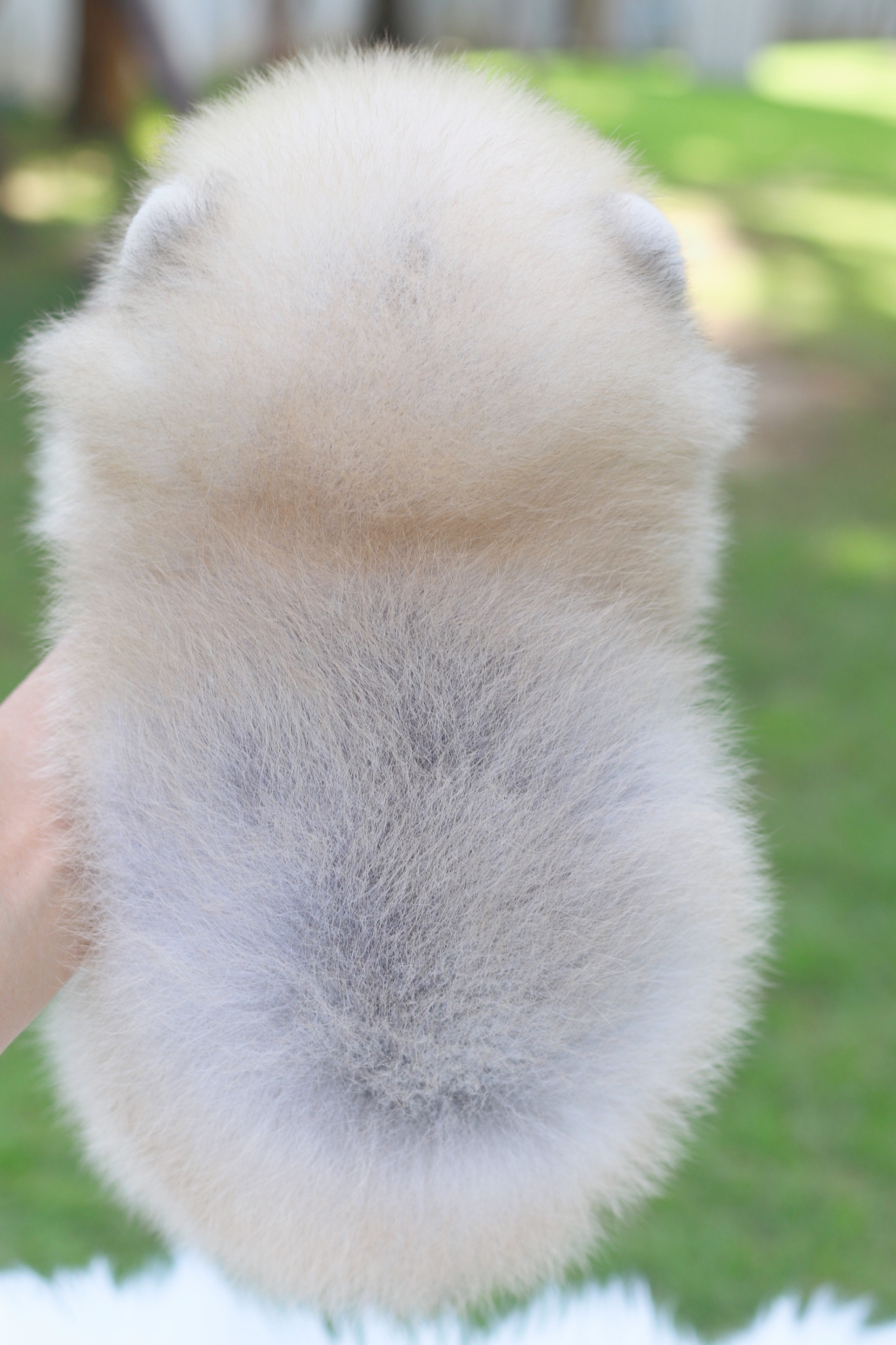 ปอมเมอเรเนียน เพศผู้สีส้มเกรดโชว์