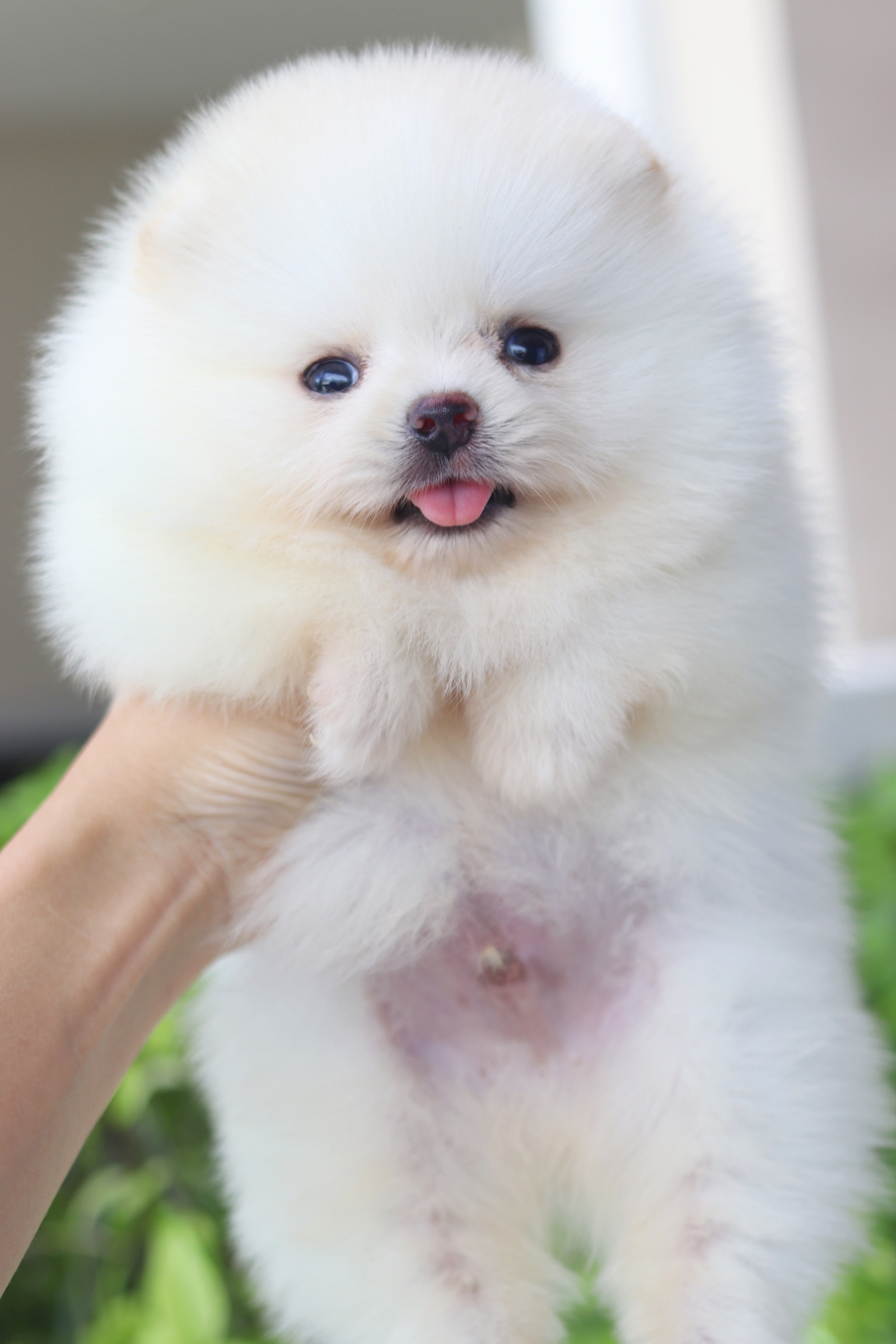 ปอมเมอเรเนียน เพศผู้สีขาวครีม