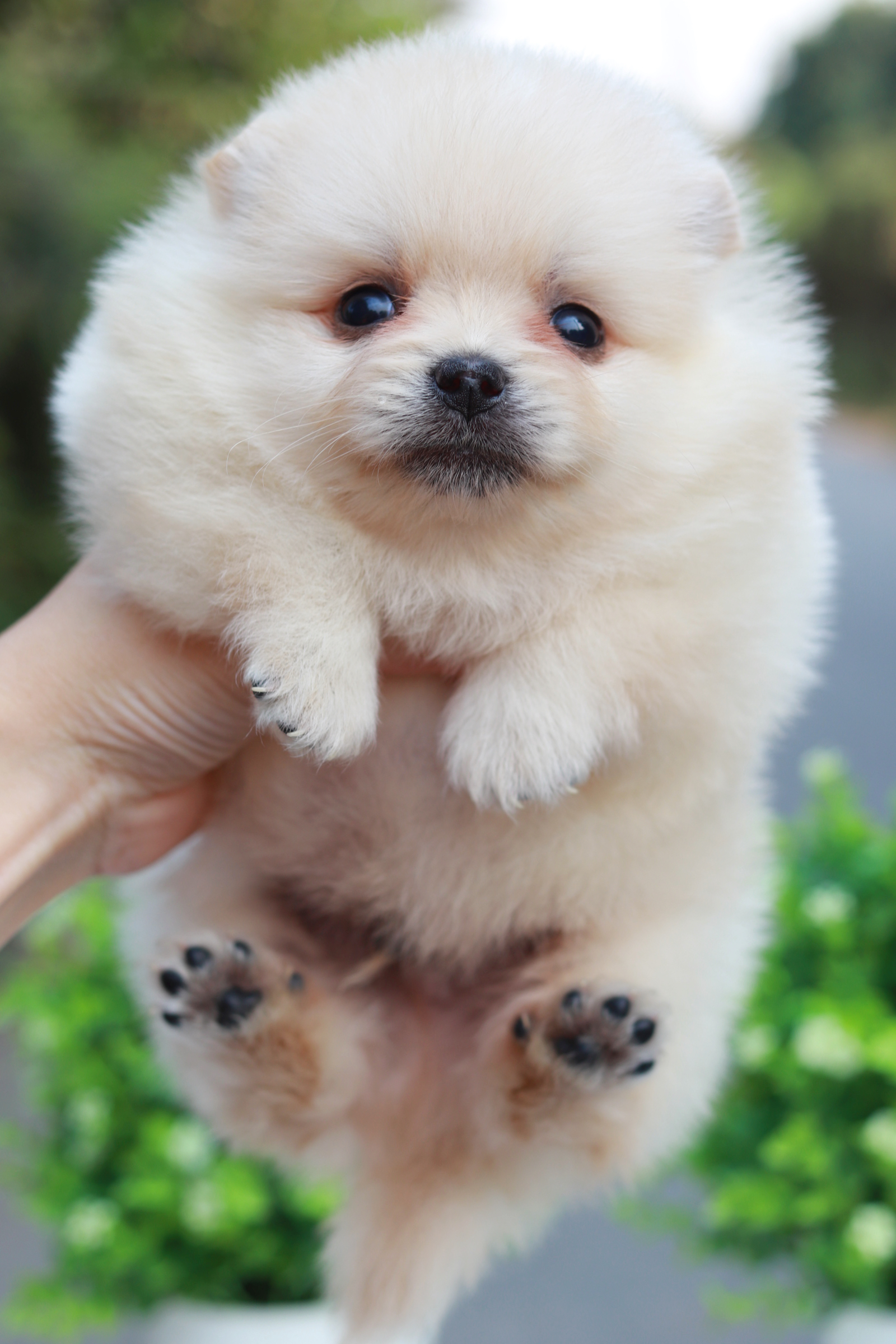 ปอมเมอเรเนียน เพศผู้